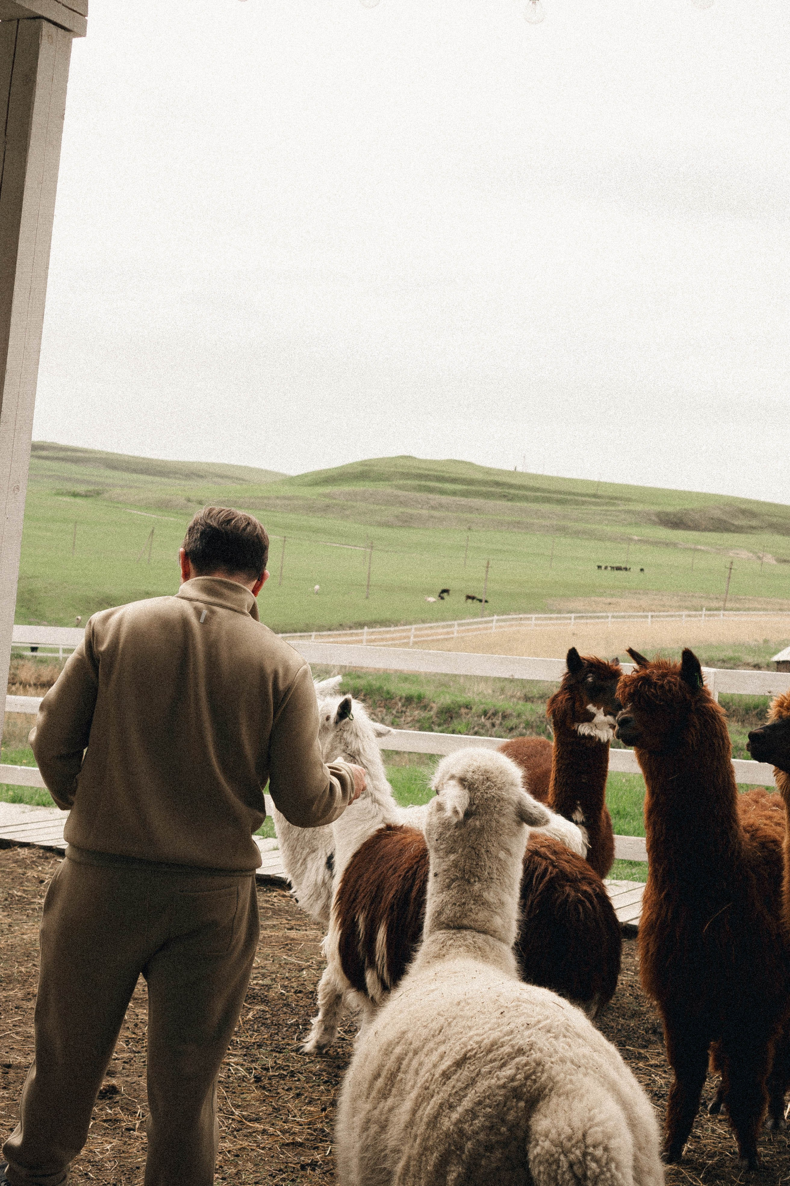 Ферма Альпак. Профессиональный фотограф, Санкт-Петербург — Виктория Богомолова