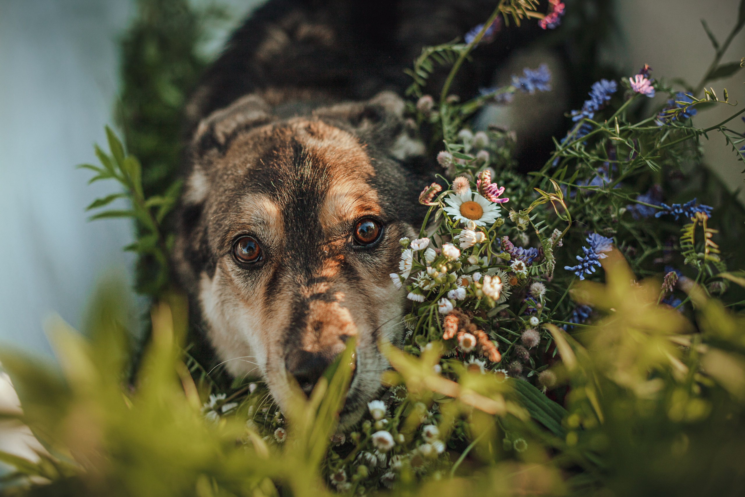 Ванна в поле. Фотограф-анималист Татьяна Степанова