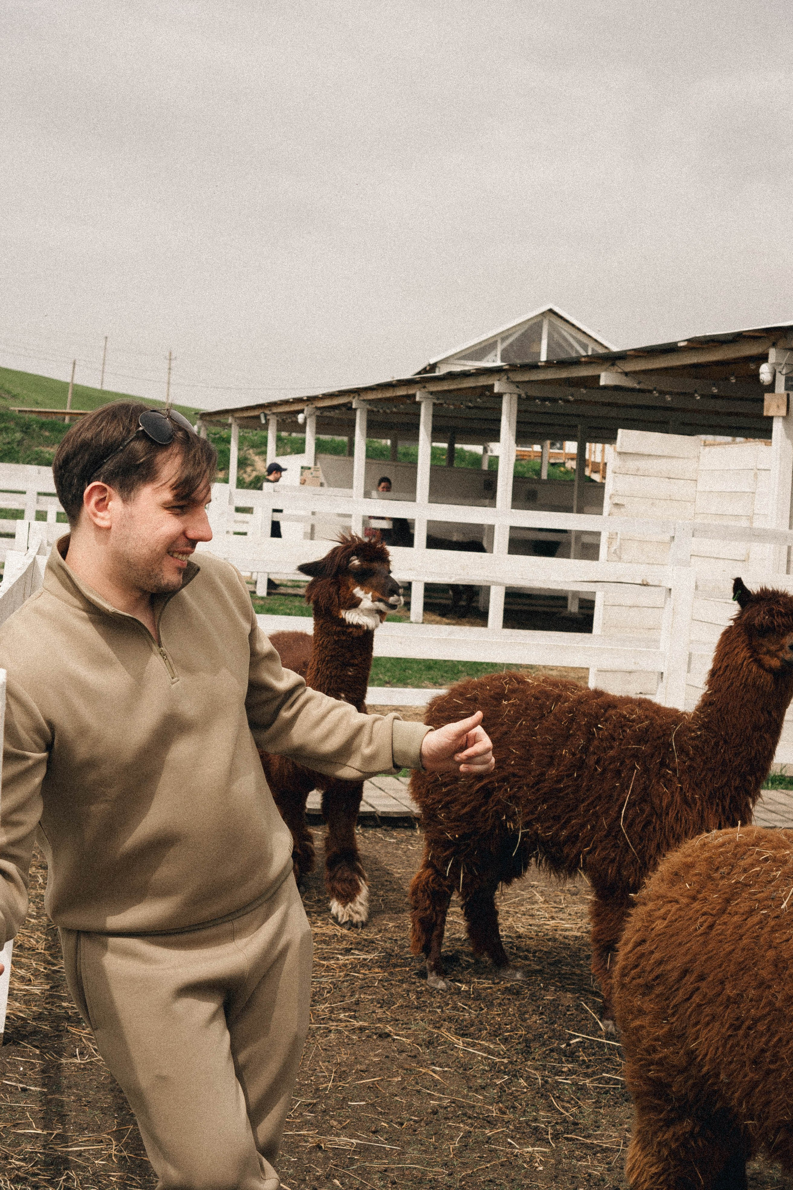 Ферма Альпак. Профессиональный фотограф, Санкт-Петербург — Виктория Богомолова
