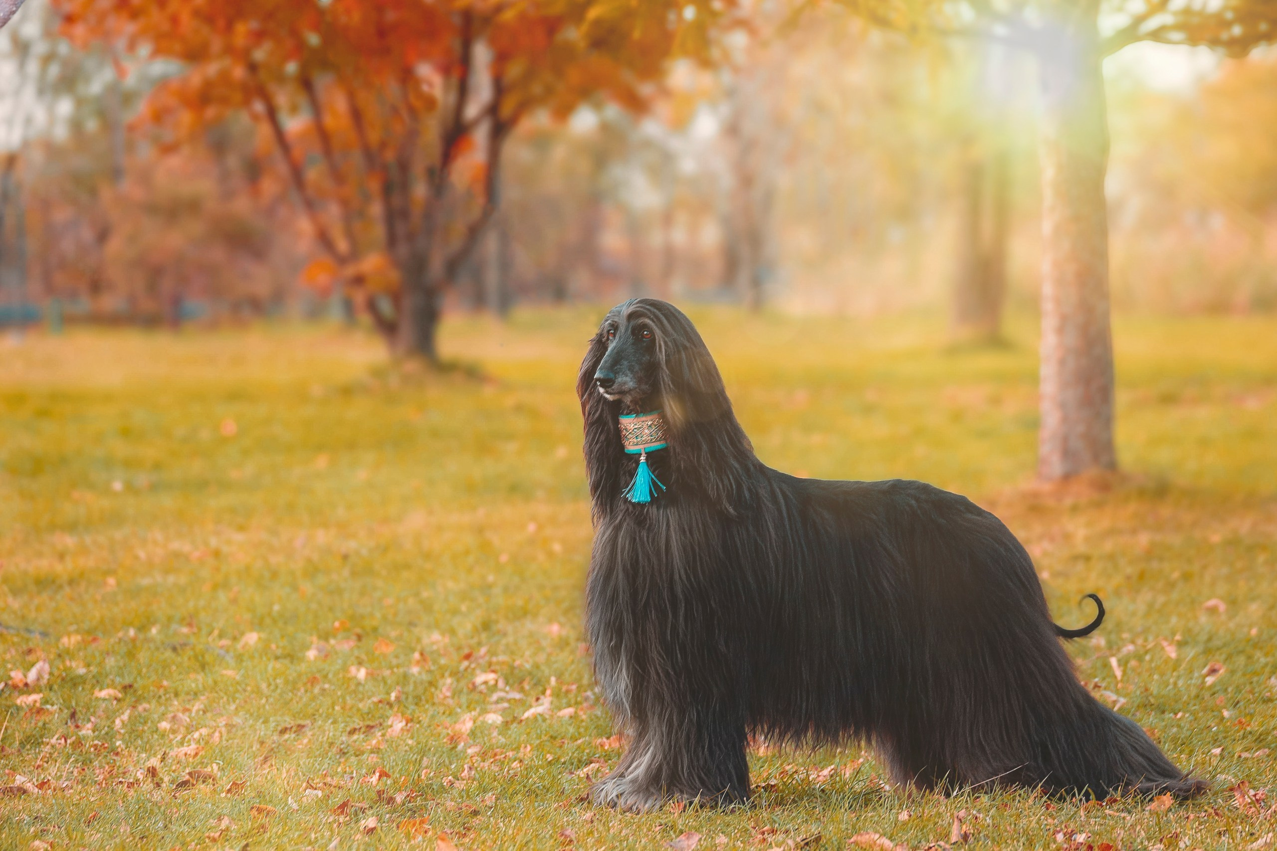Экстерьерные фото. Slavilada-Лапки. Свет. Любовь… Профессиональная фотосессия питомцев Для памяти, пристройства и продажи. Хабаровск