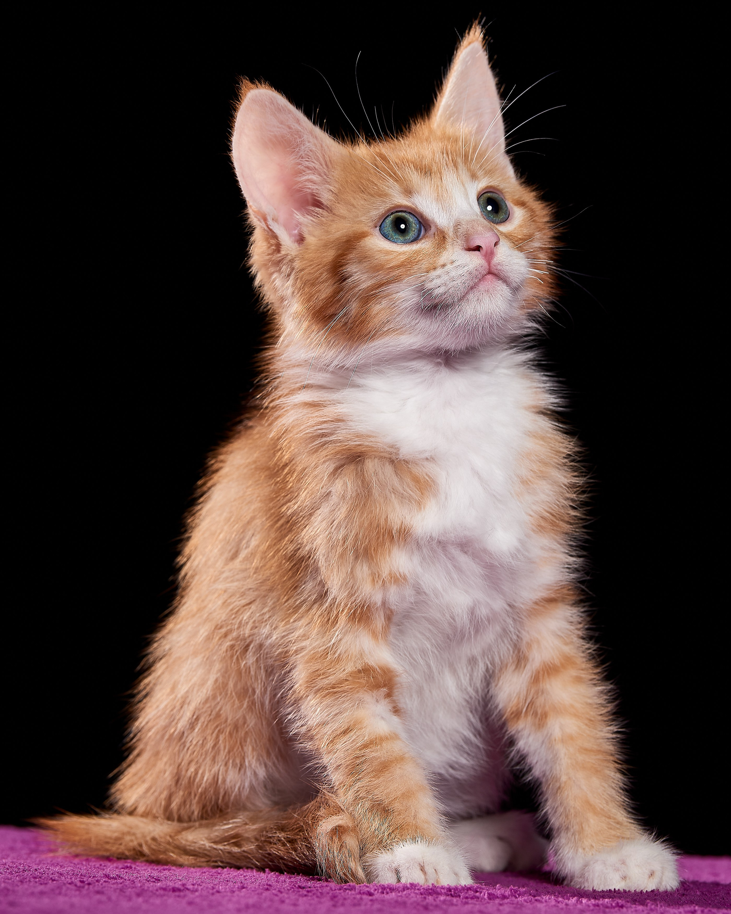 Фотосъемка животных