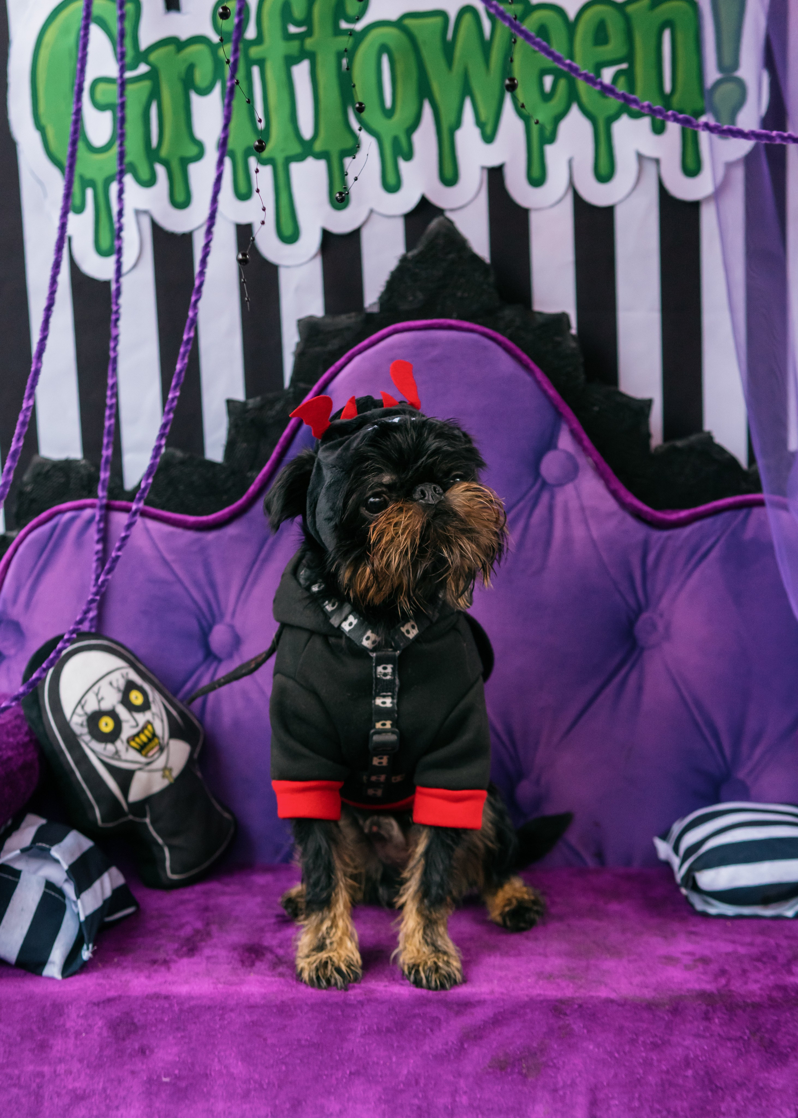 Тематическая встреча породников «Griffween». Фотограф-анималист Ксения Воробьева, Москва