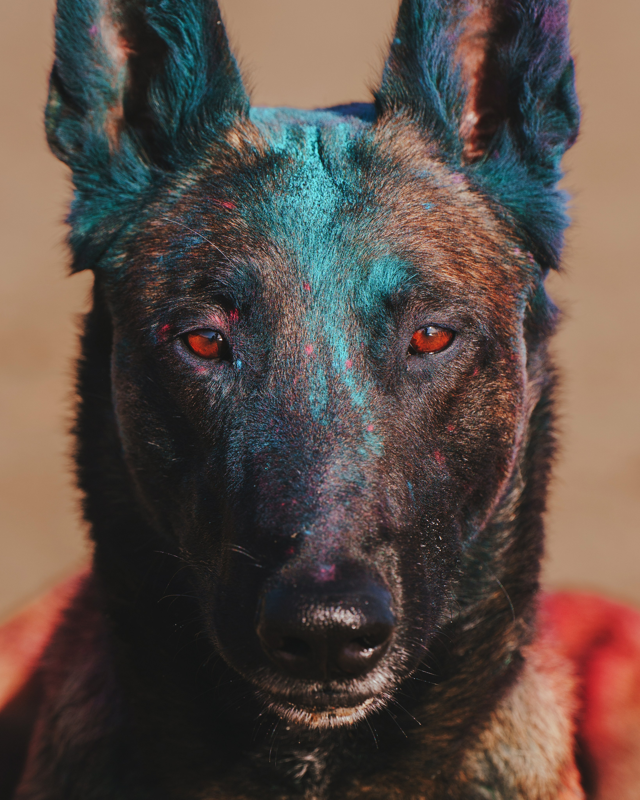 Раш. Фотограф анималист Осипчикова Мария