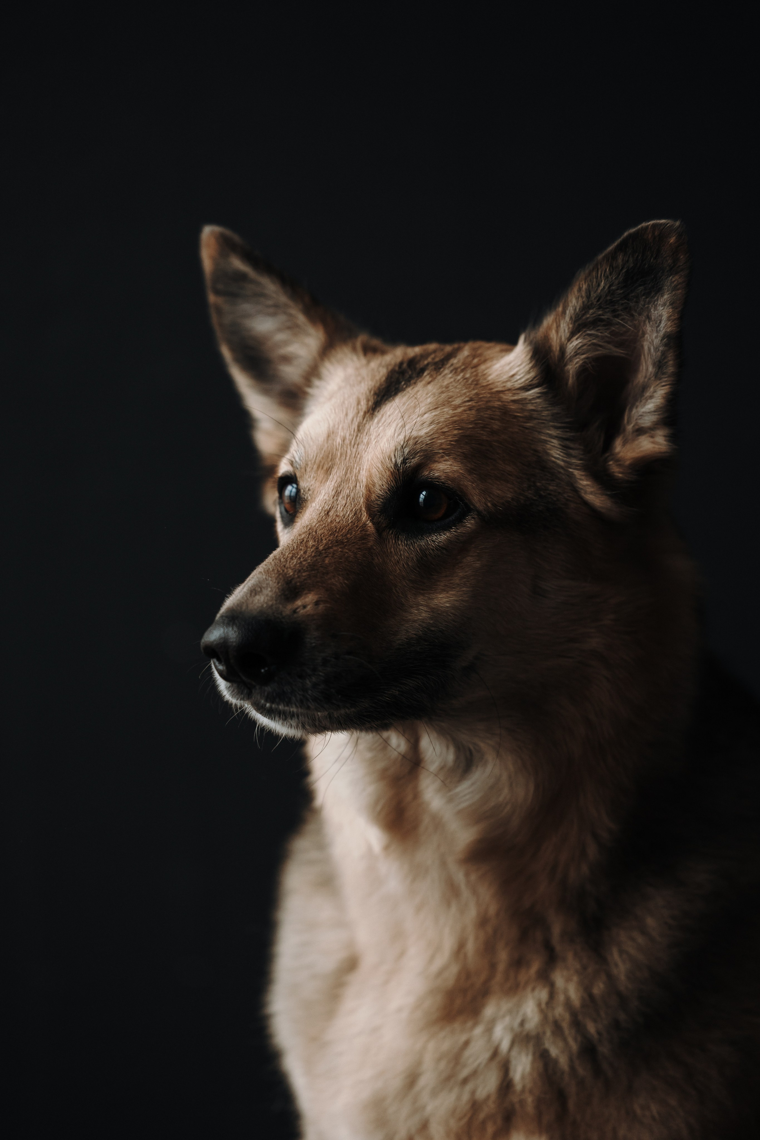 Лена и Дёма. Фотограф — Анималист | Санкт-Петербург