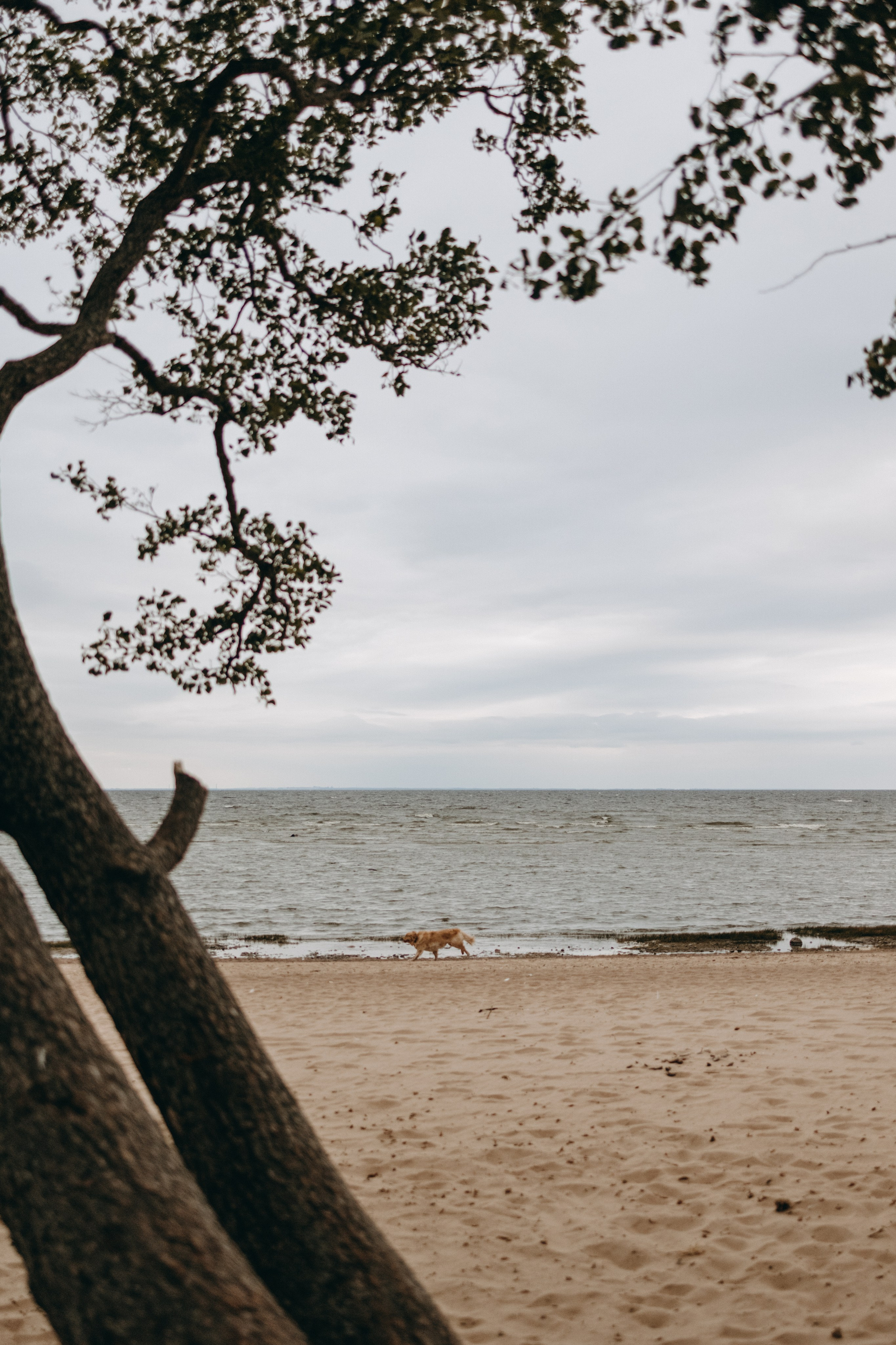Фоси и его семьи. Фотограф — Анималист | Санкт-Петербург