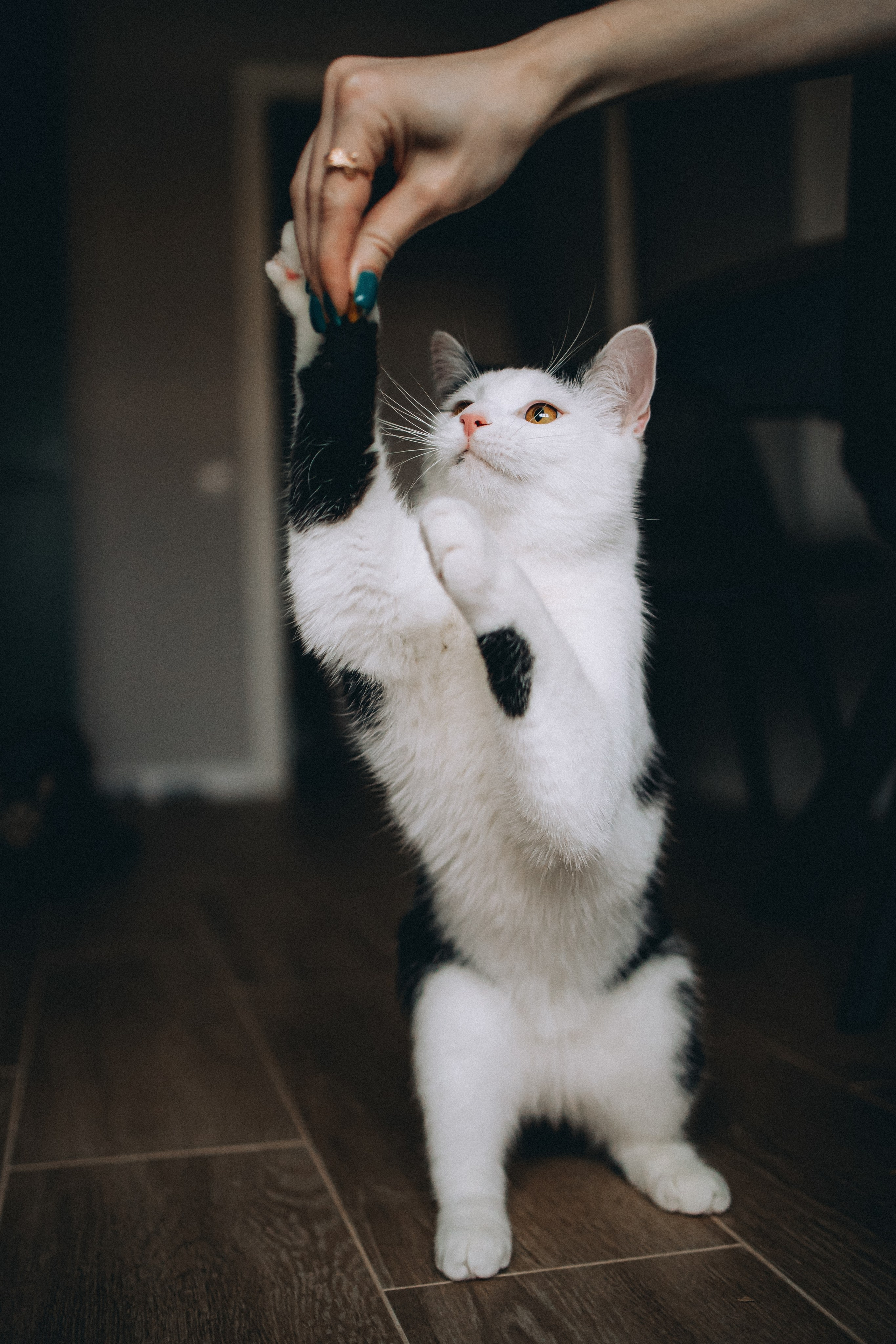 Рыся, Кепа и их семья