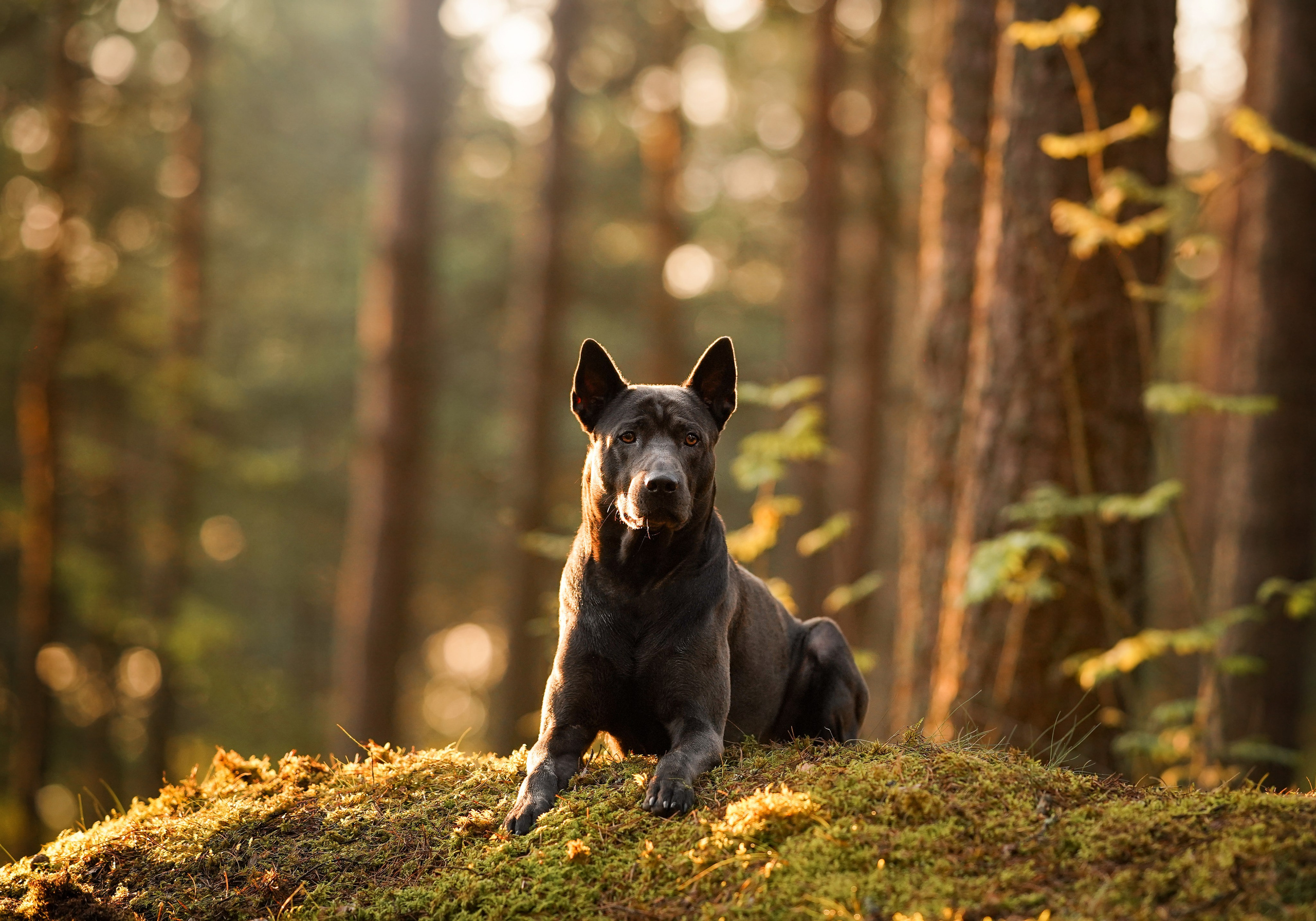 Вероника и Адам. Фотограф-анималист в Санкт-Петербурге Яна Мартынова