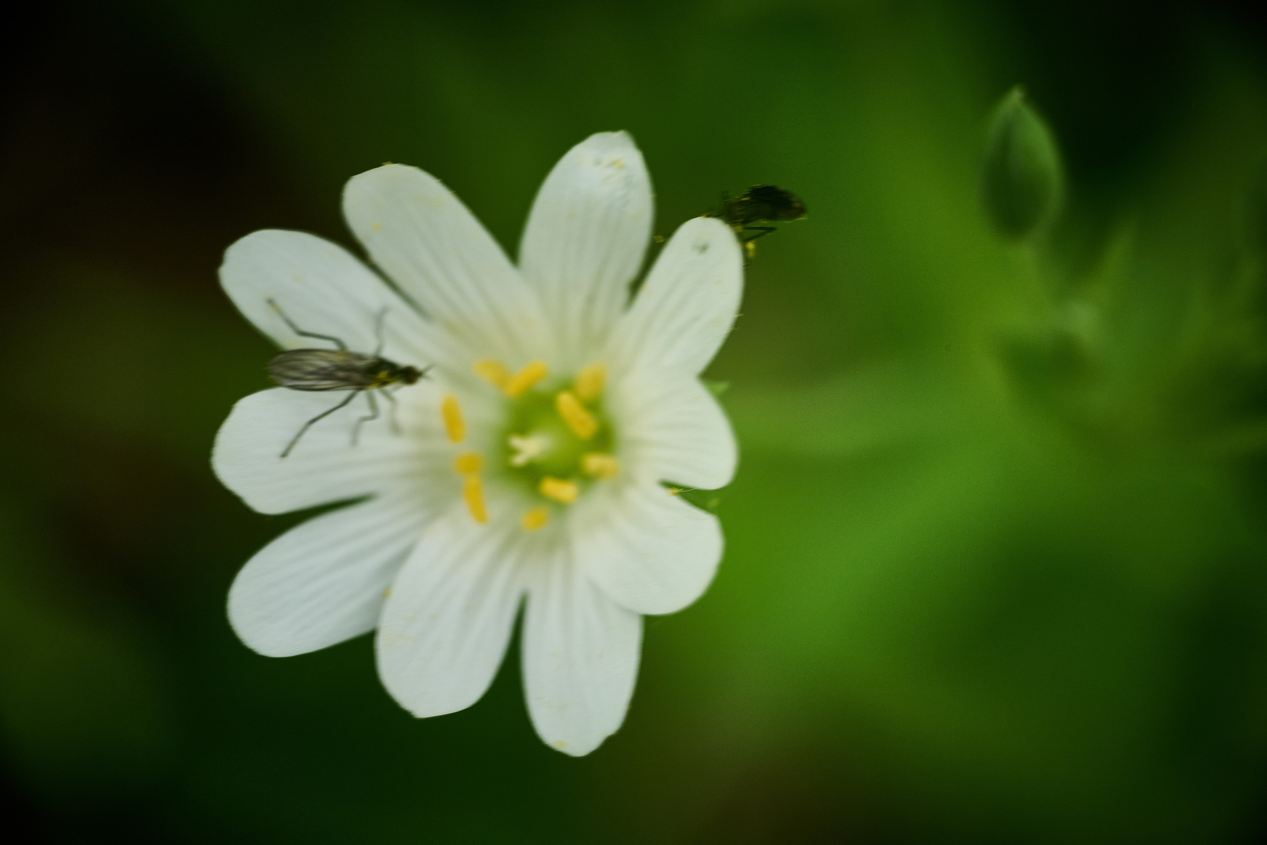 Фотографии весенних цветов. Фотограф Роман Адлер. Фотограф Роман Адлер