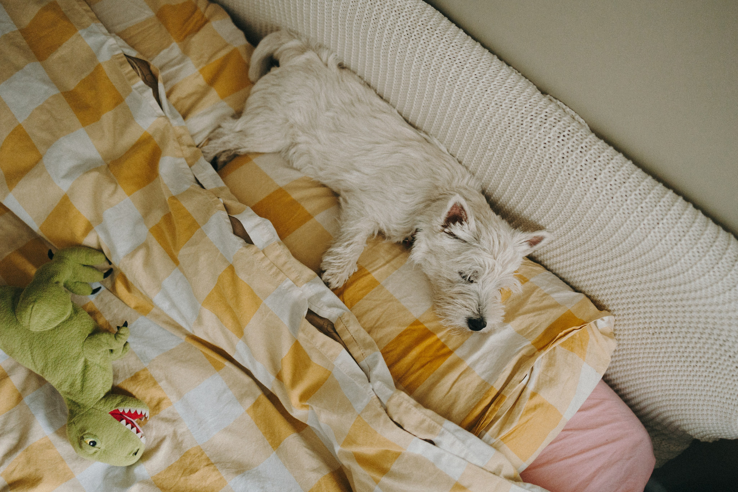Снежуля, Мари и Саша. Фотограф анималист Анастасия Пикей