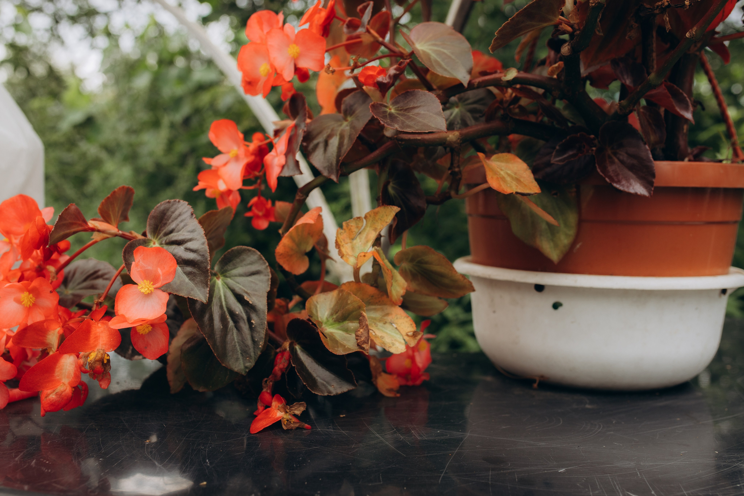 Гендер пати. Семейный и домашний фотограф в Москве и МО Королева Валерия