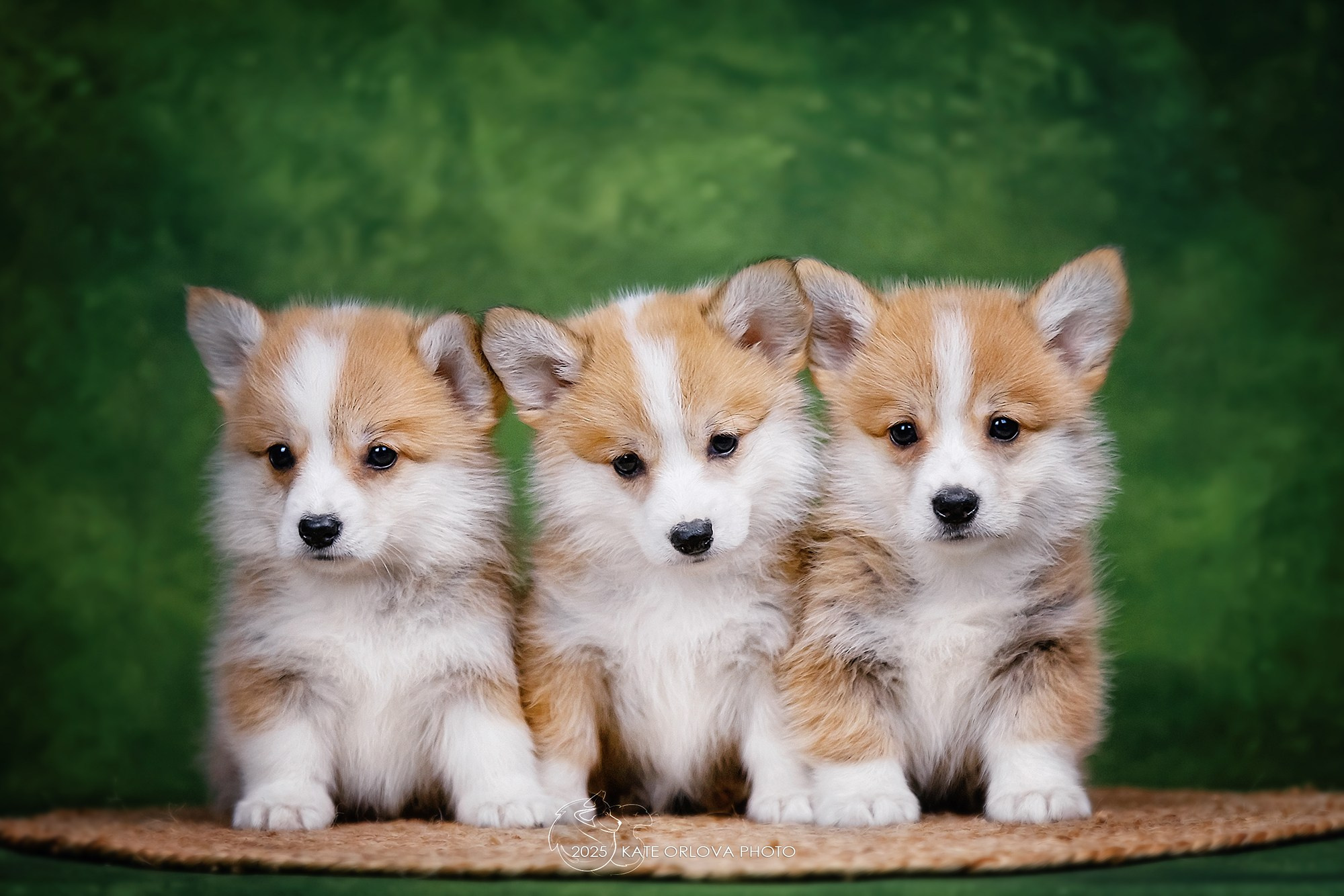 А — Кола и Цесей. Kawaii Kuma питомник собак пород Корги пемброк, Акита ину, Сиба