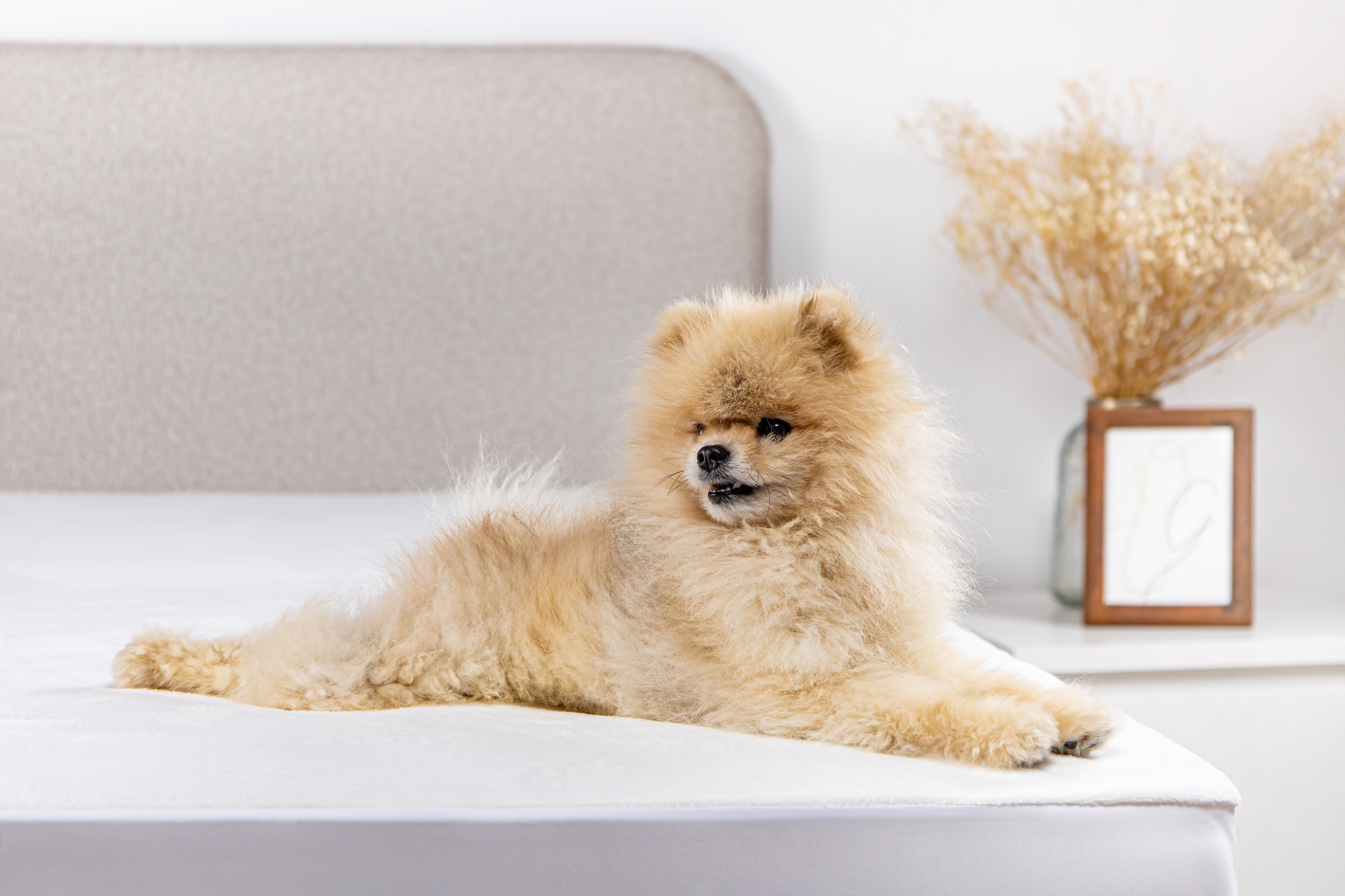 Предметная фотосъемка в интерьере Астана. Рекламный фуд фотограф и видеограф в Астане Алина Лысенко