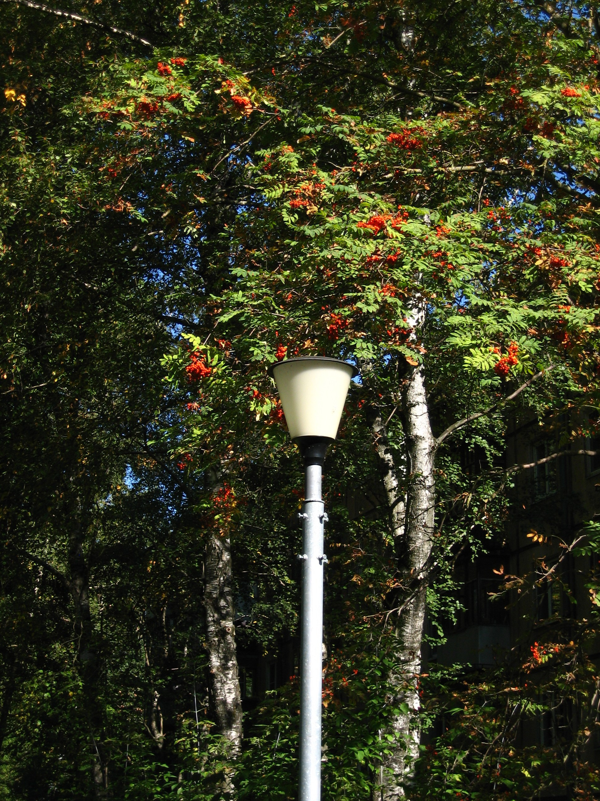 Сентябрь 2025. Den Mirov — Фотограф, Музыкант