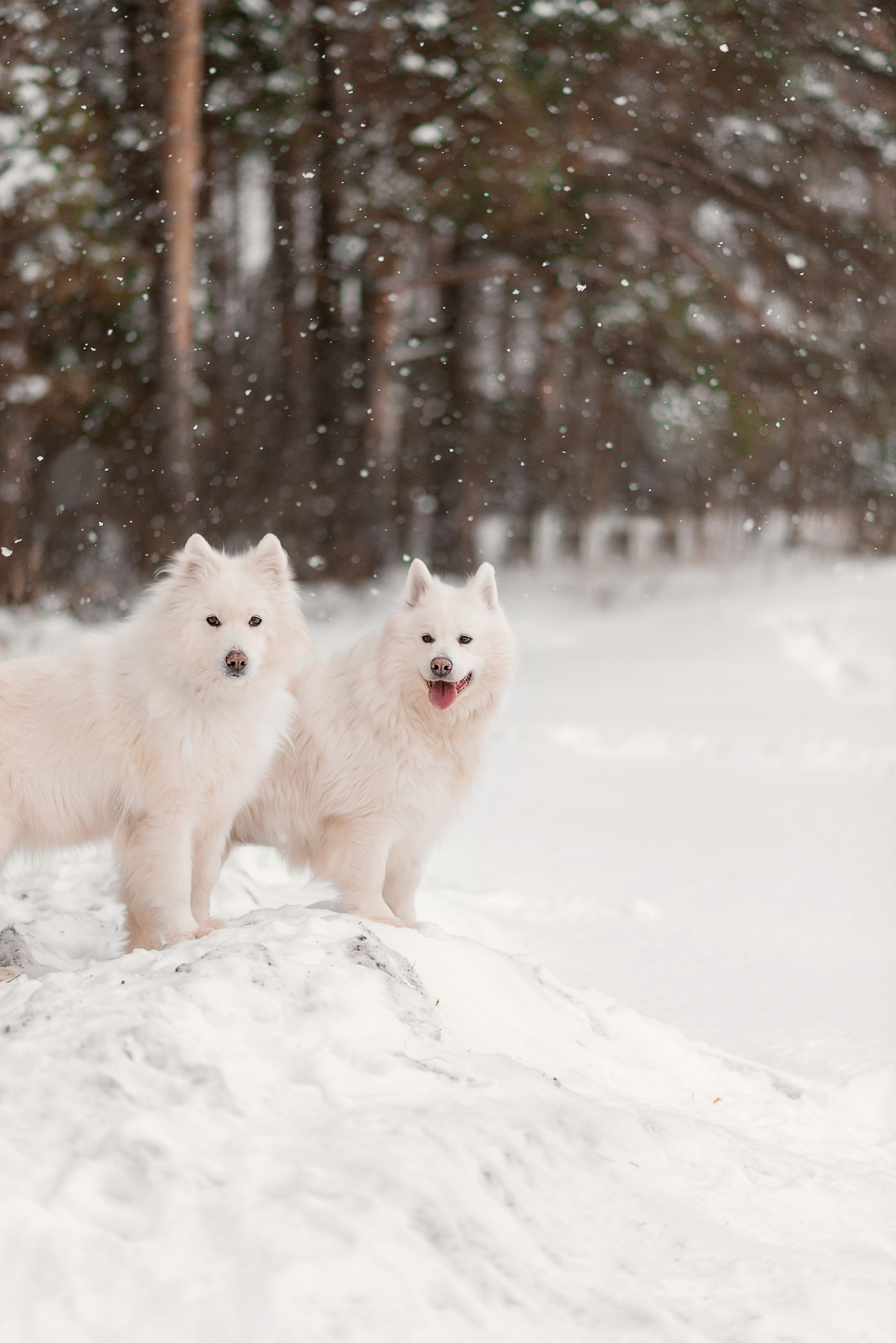 Юля и Слава. Свадебный, семейный и детский фотограф в Москве и области