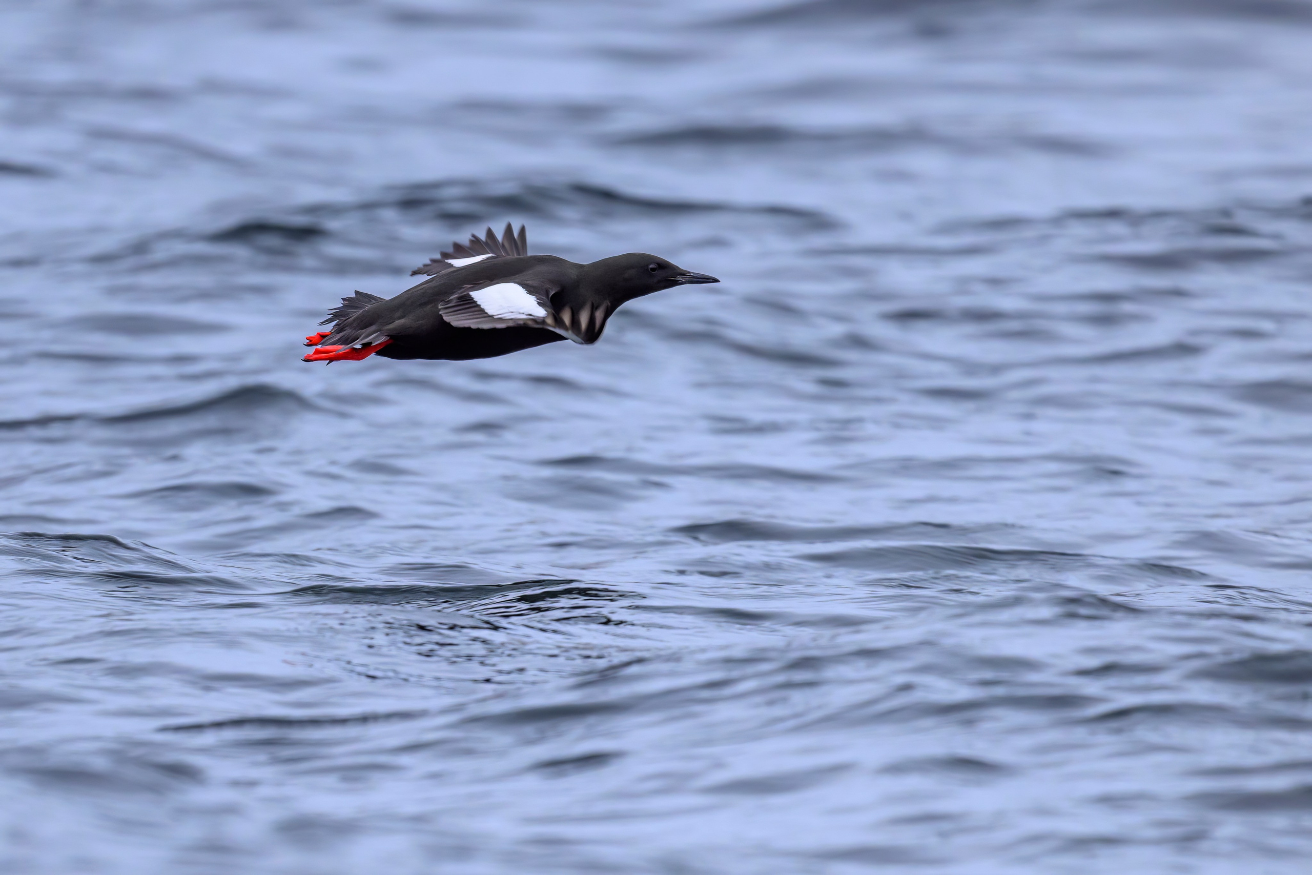 Мурманская область. Июнь 2024. Фотограф Сергей Пупонин