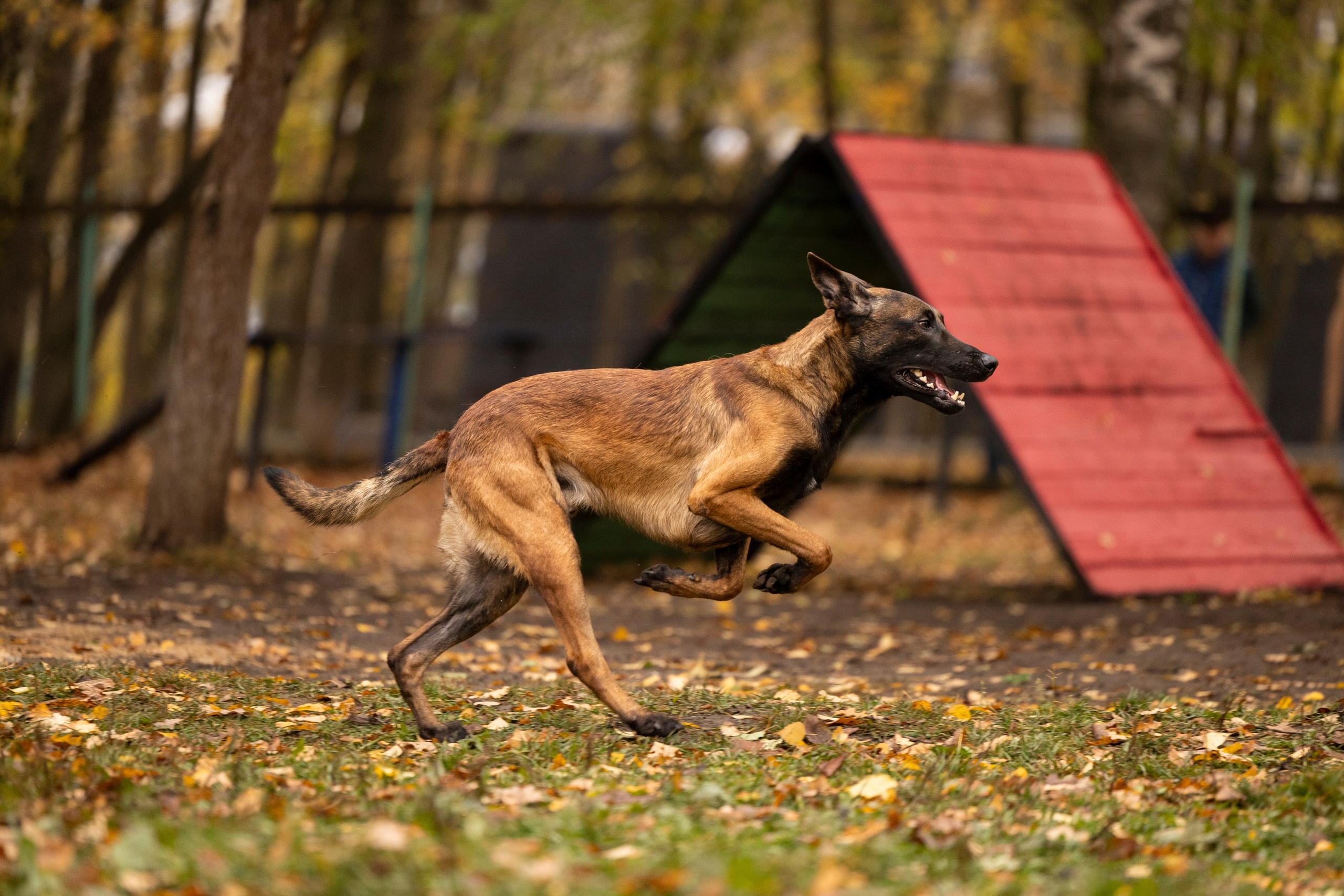 Соревнования по Мондьорингу г. Вологда. Фотограф-анималист Анна Маринич