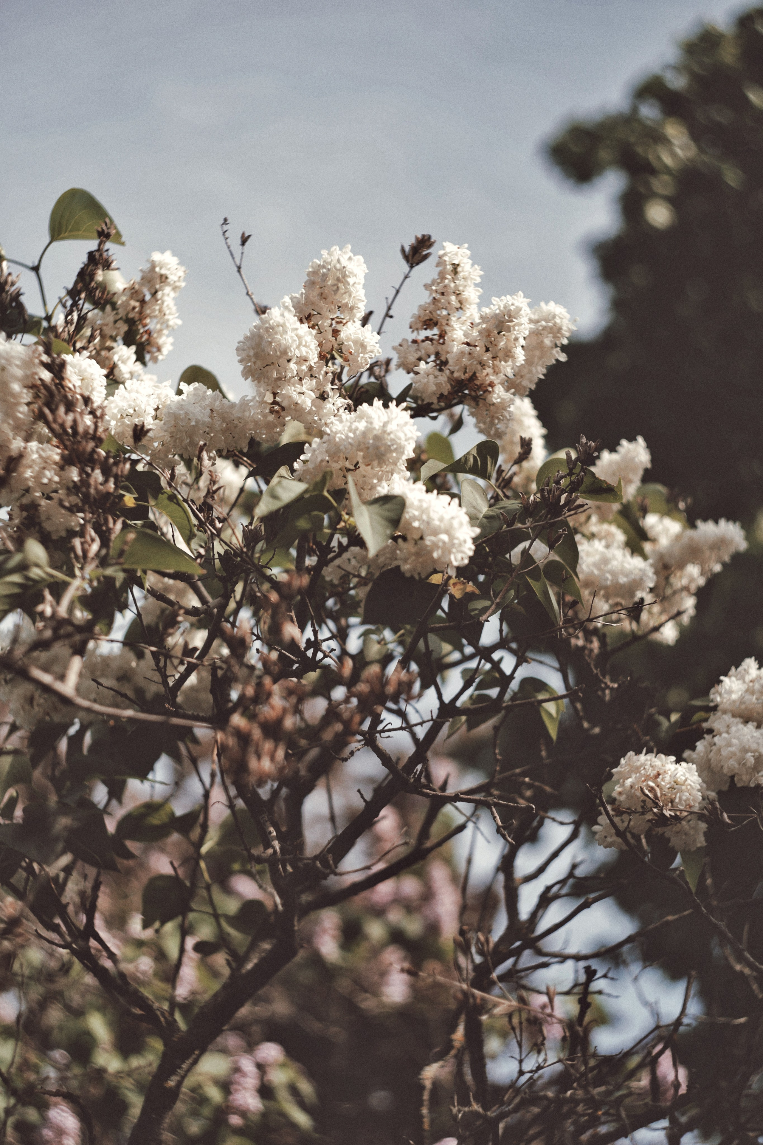 Вдохновение. Ph___tina