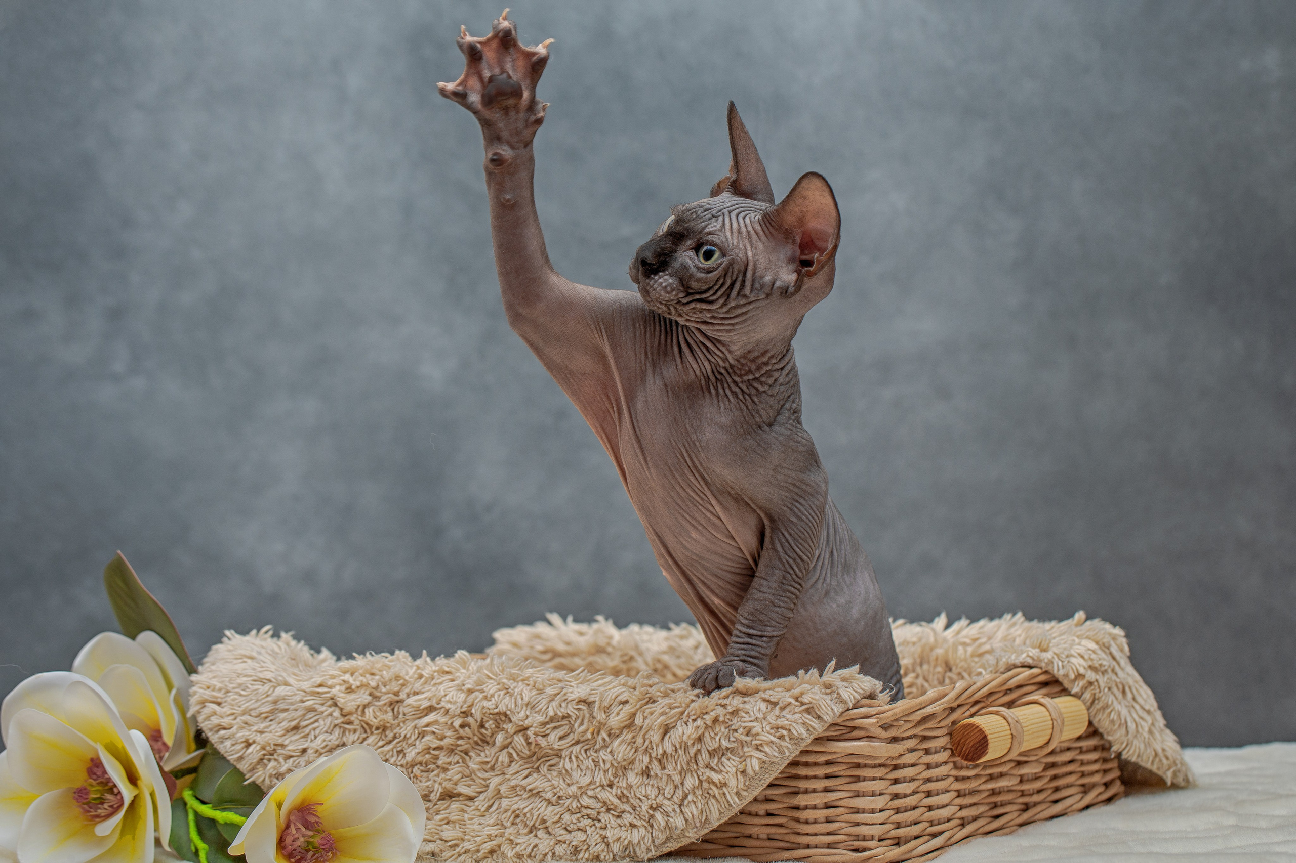 Фотограф анималист в Санкт-Петербурге Ирина Ковалева