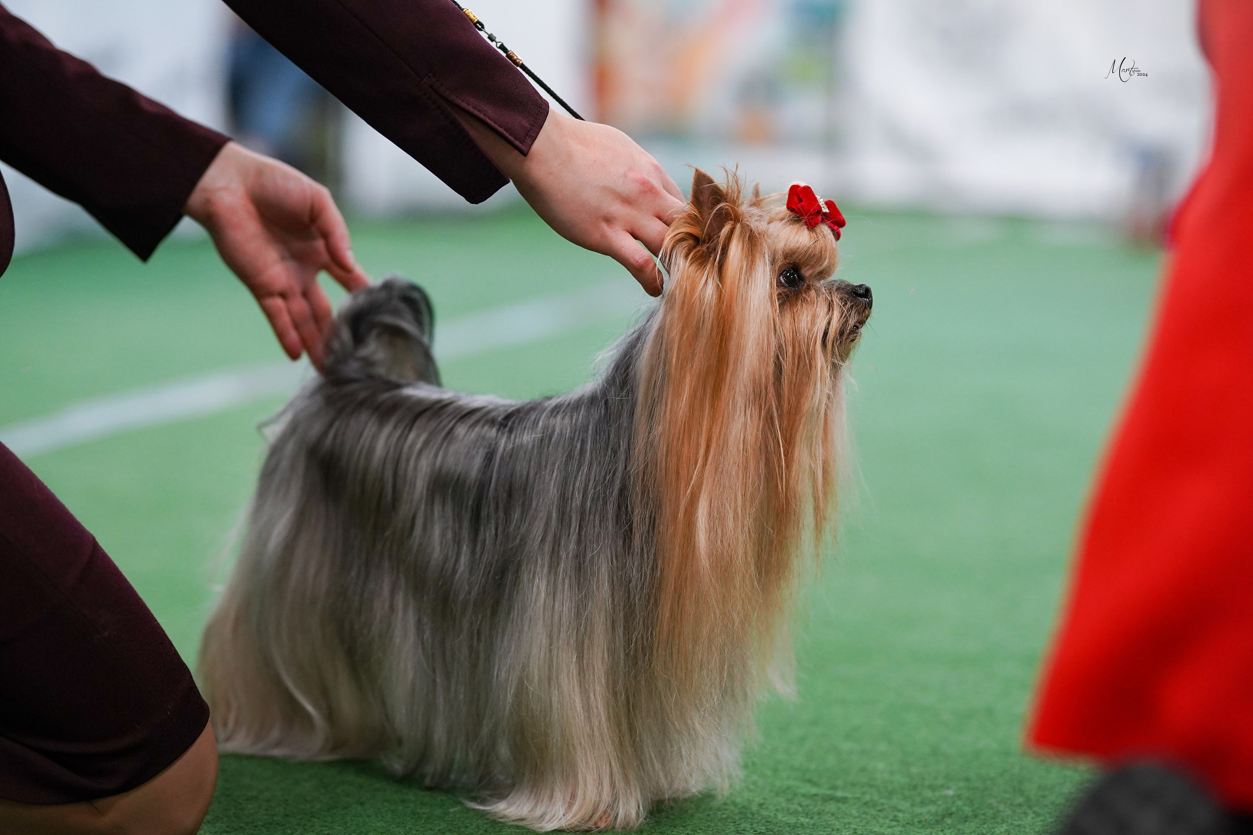 Выставки 2024. Фотограф-анималист в Санкт-Петербурге Яна Мартынова