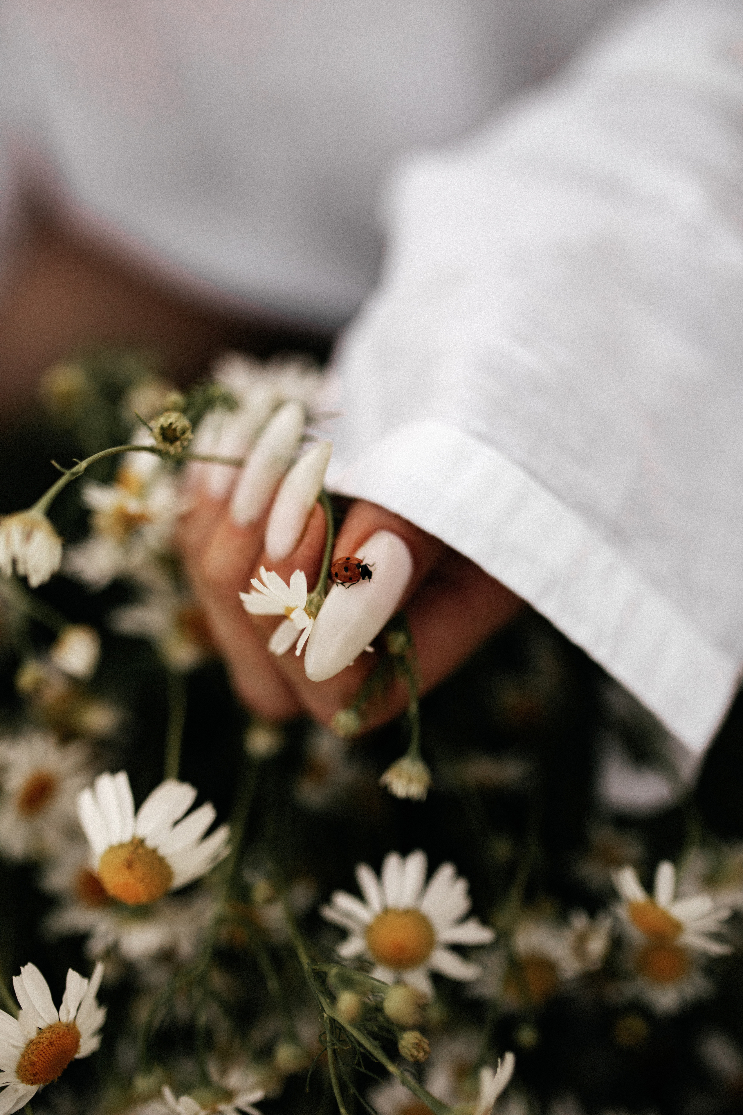 Ромашковое поле. Фотограф в Тамбове Ольга Мельникова