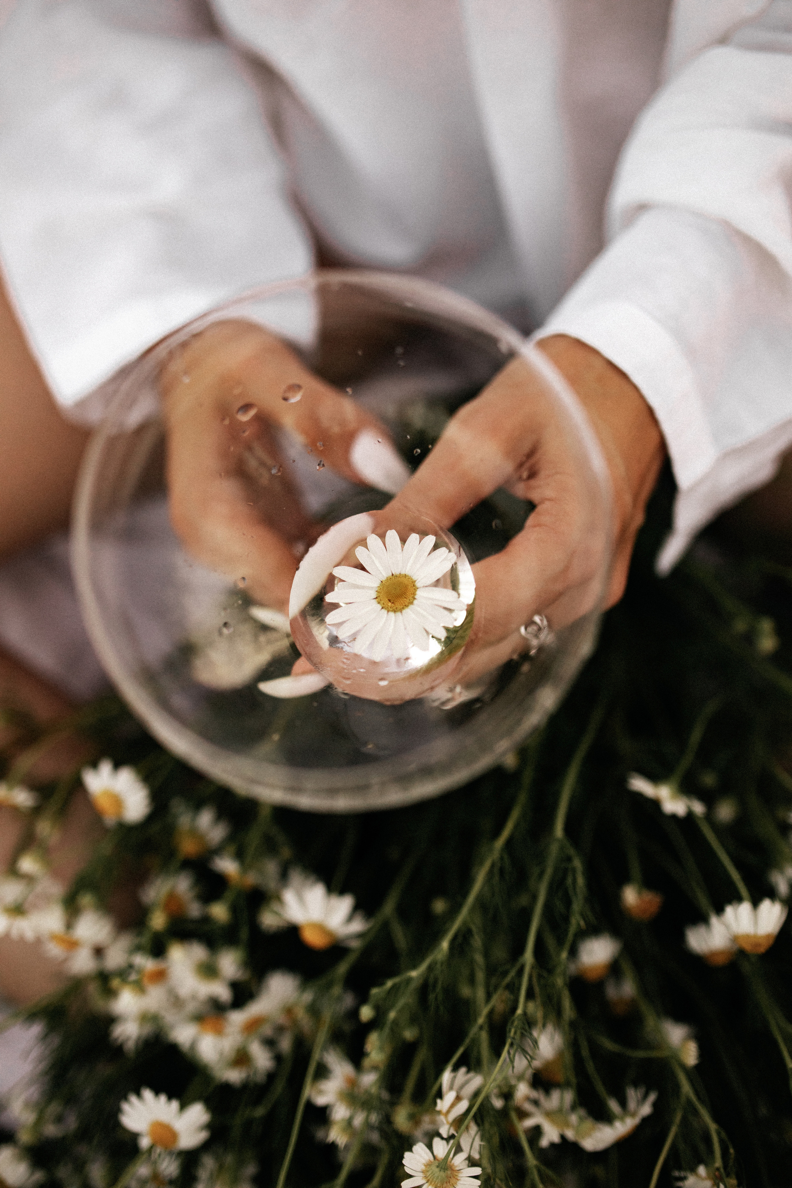 Ромашковое поле. Фотограф в Тамбове Ольга Мельникова