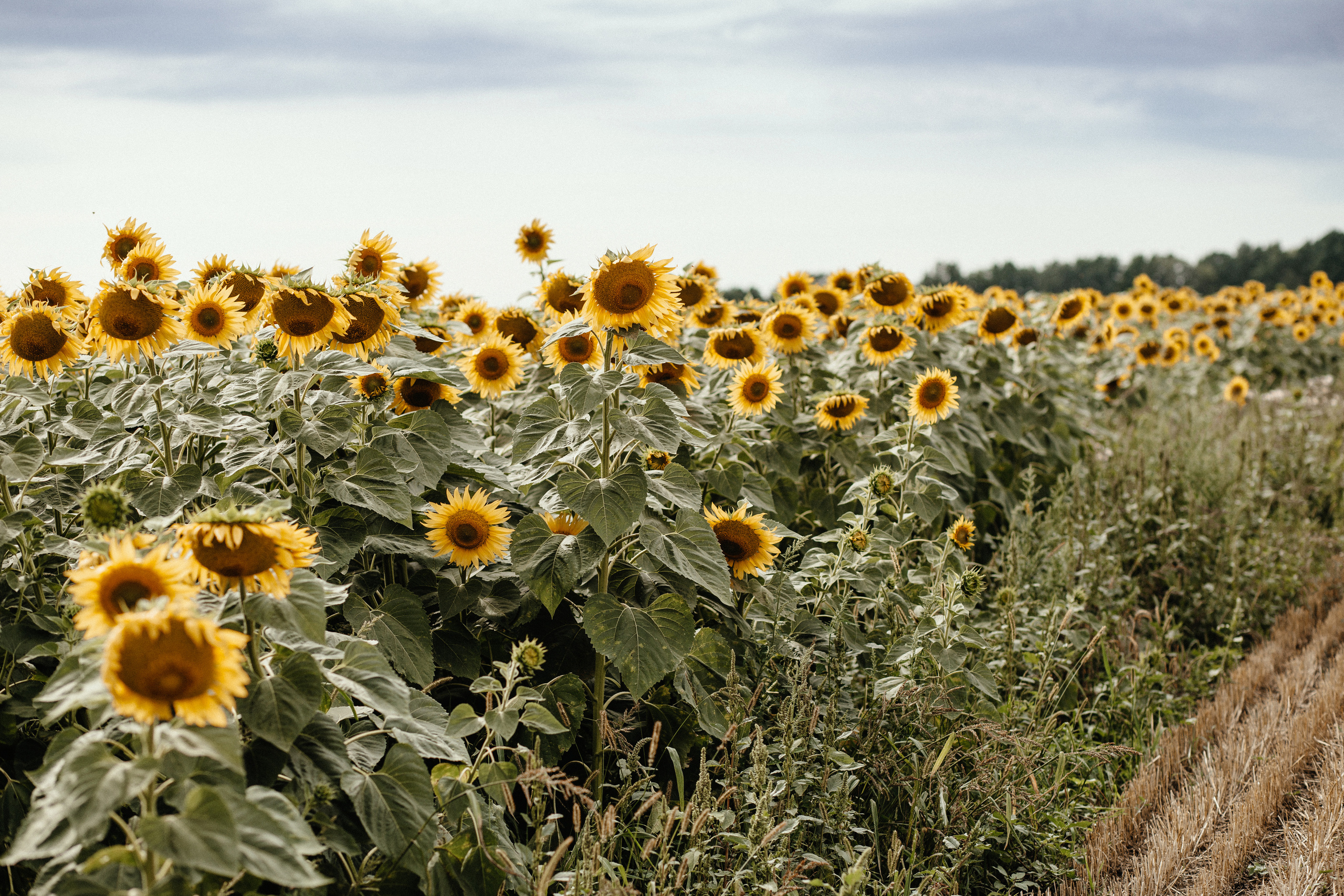 Солнце в подсолнухах. Фотограф в Тамбове Ольга Мельникова