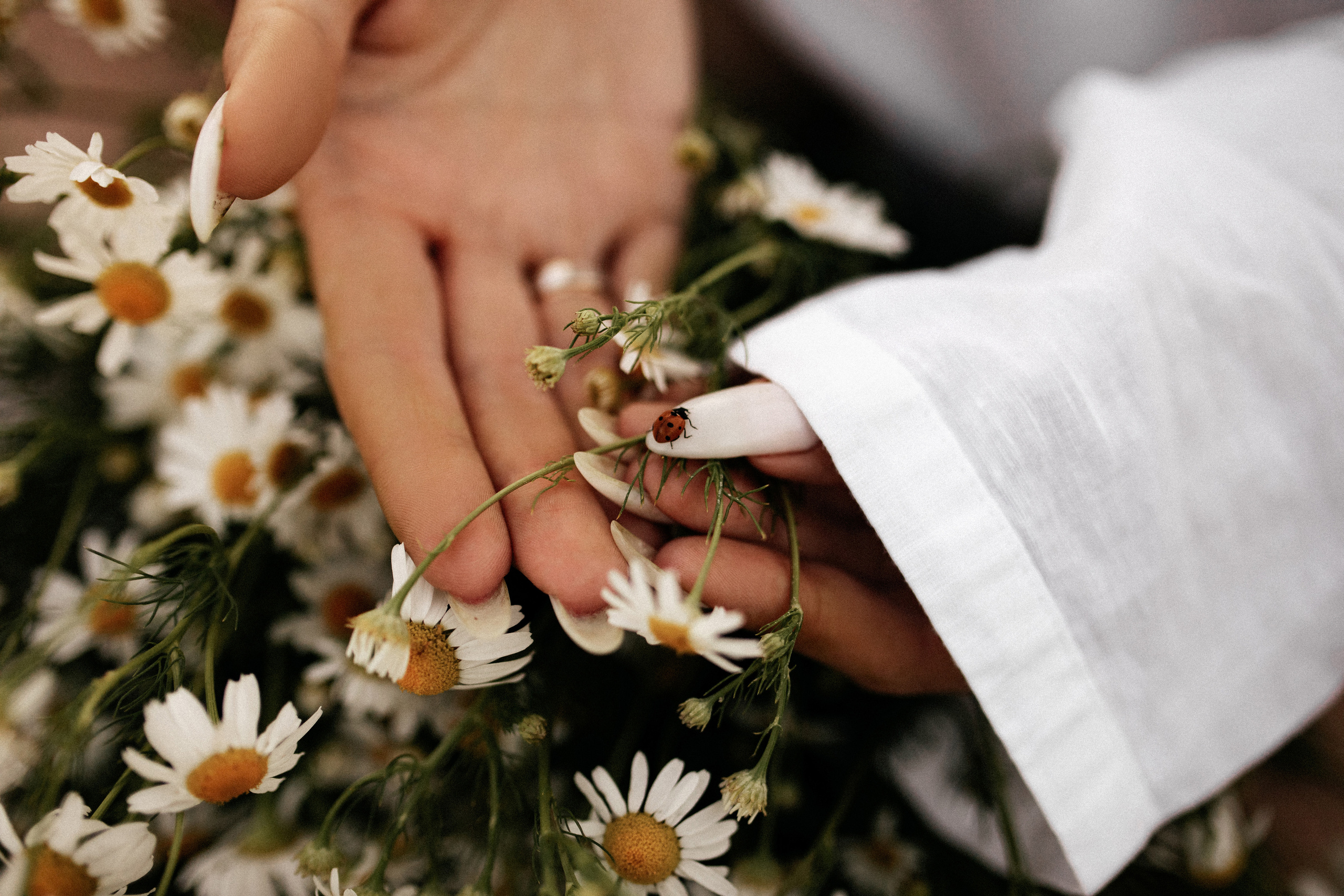 Ромашковое поле. Фотограф в Тамбове Ольга Мельникова