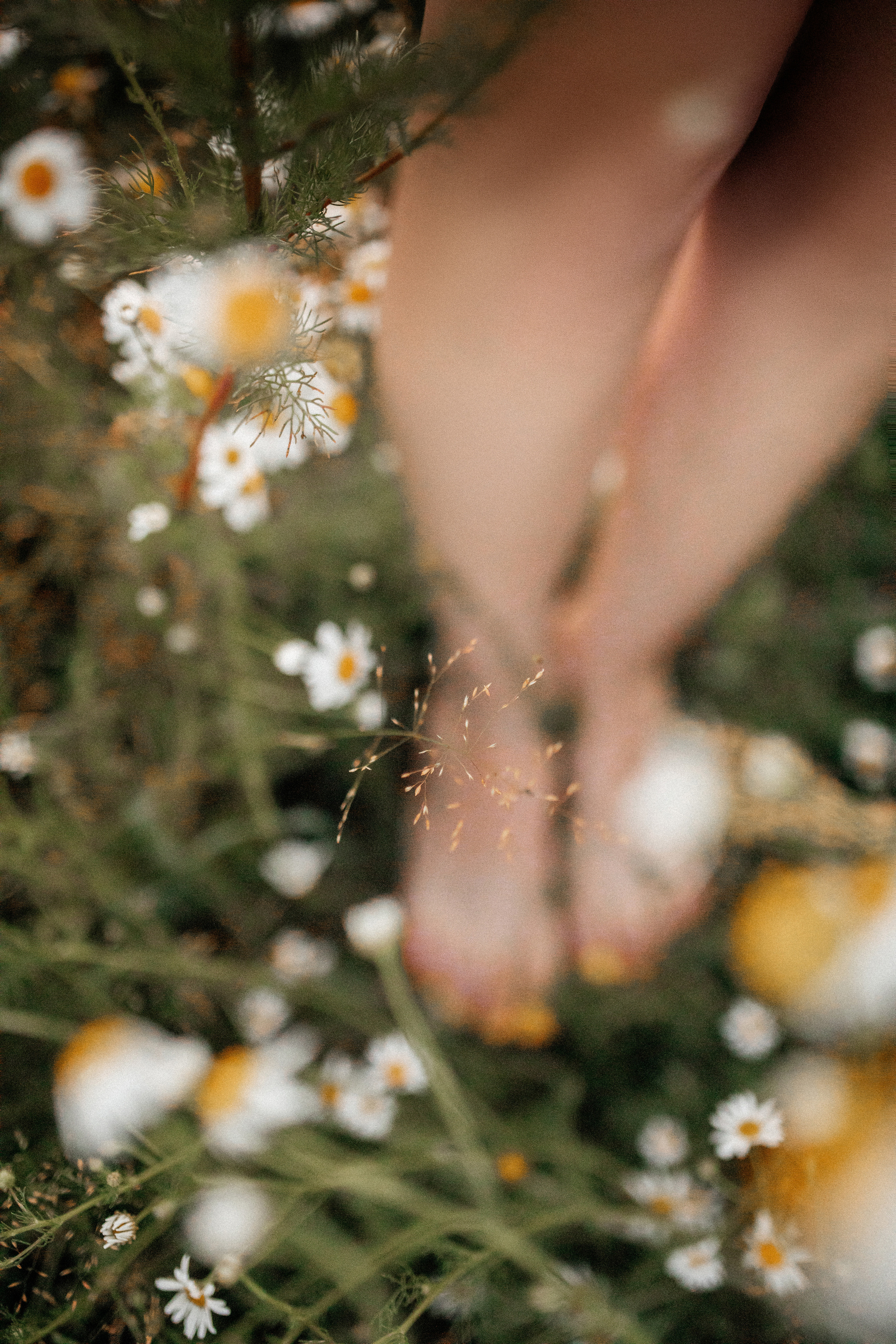 Ромашковое поле. Фотограф в Тамбове Ольга Мельникова