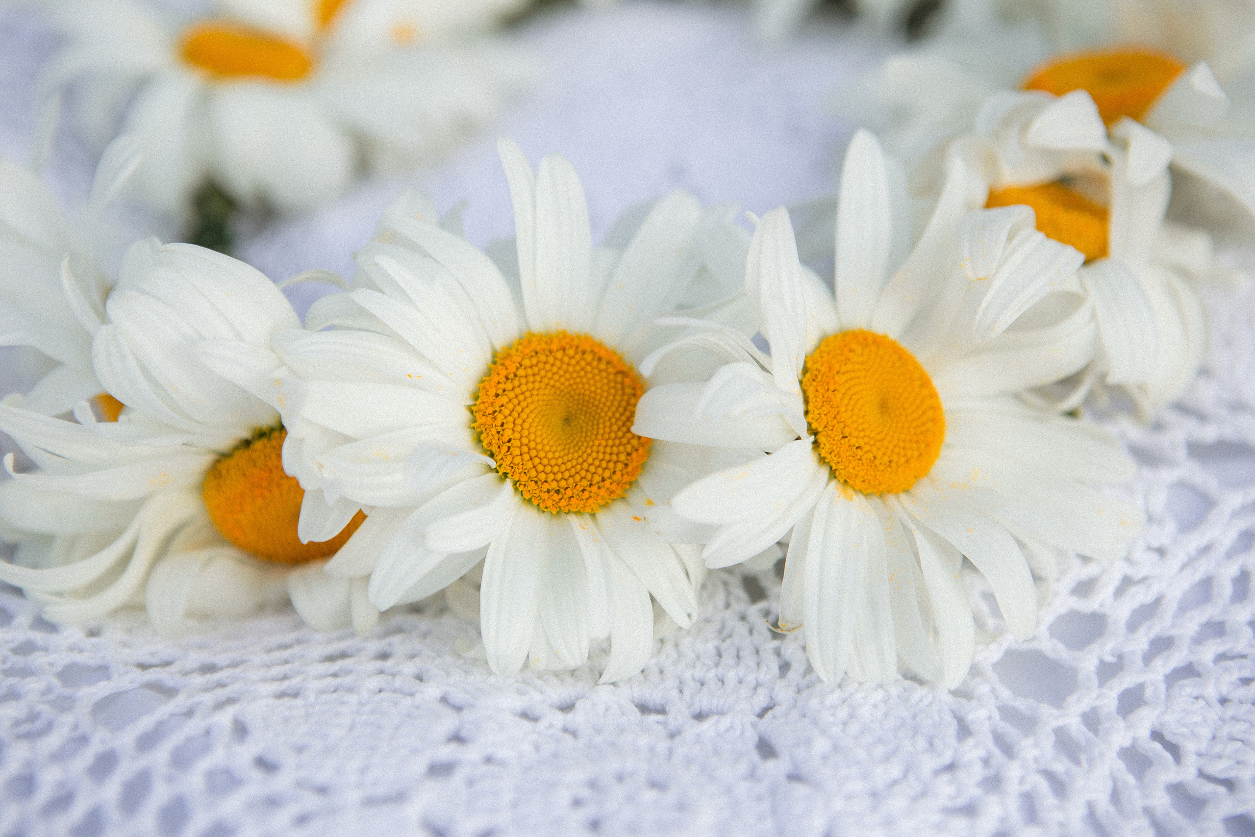 Девичник в стиле пикник. Фотограф в Тамбове Ольга Мельникова