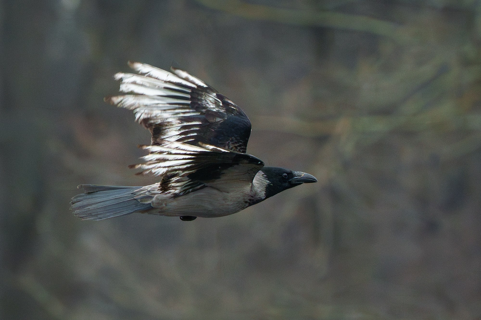 Удивительные мир птиц. Вокруг нас столько прекрасного — присмотритесь!. Ваш личный фотограф Марина Волкова