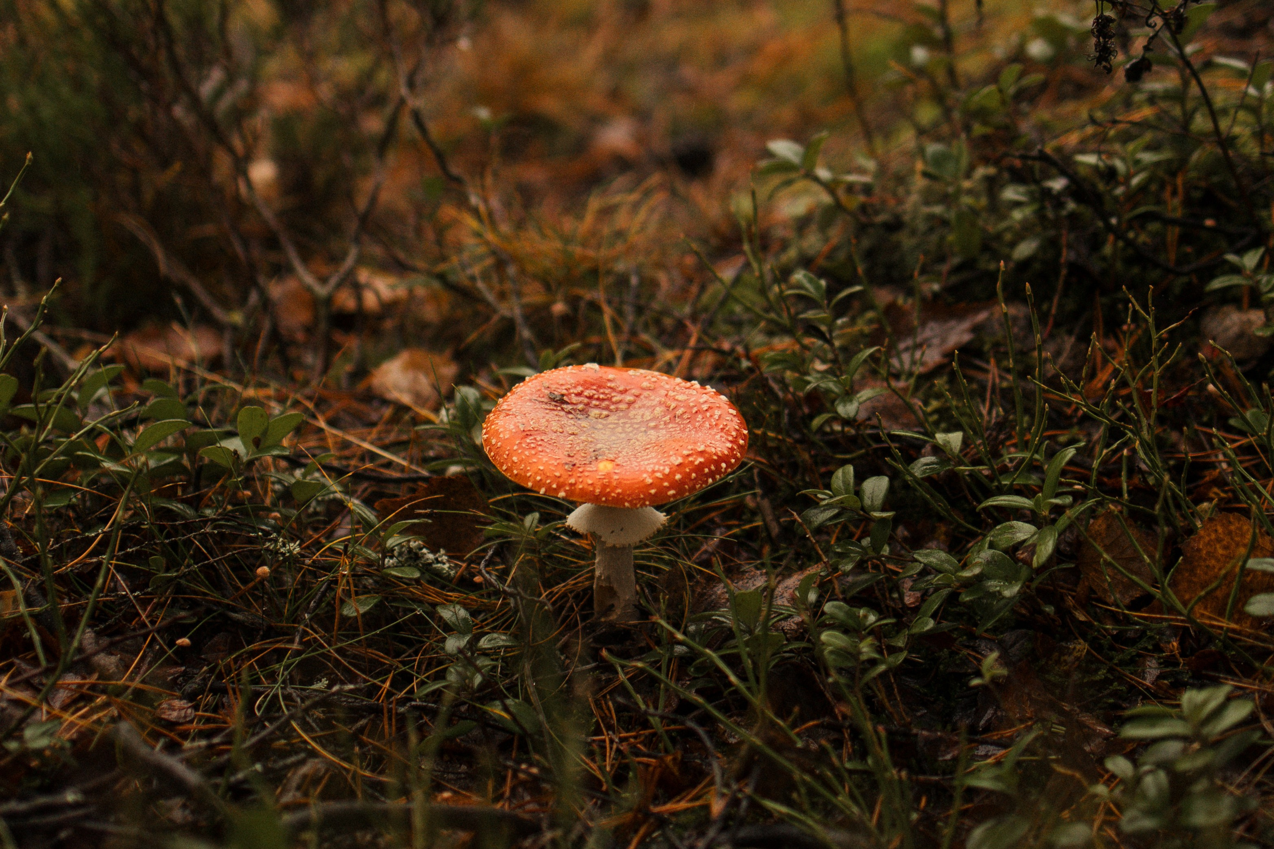 Лена, Глеб, Ральф и Рэй. Фотограф в Выборге и Санкт-Петербурге Маша Гуляева