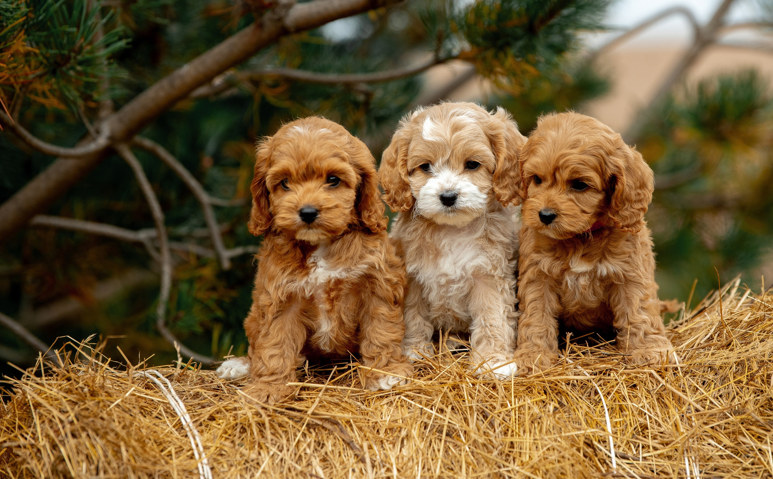 Лаиса Зернова. Фото школа, обучение фотографии в Калининграде