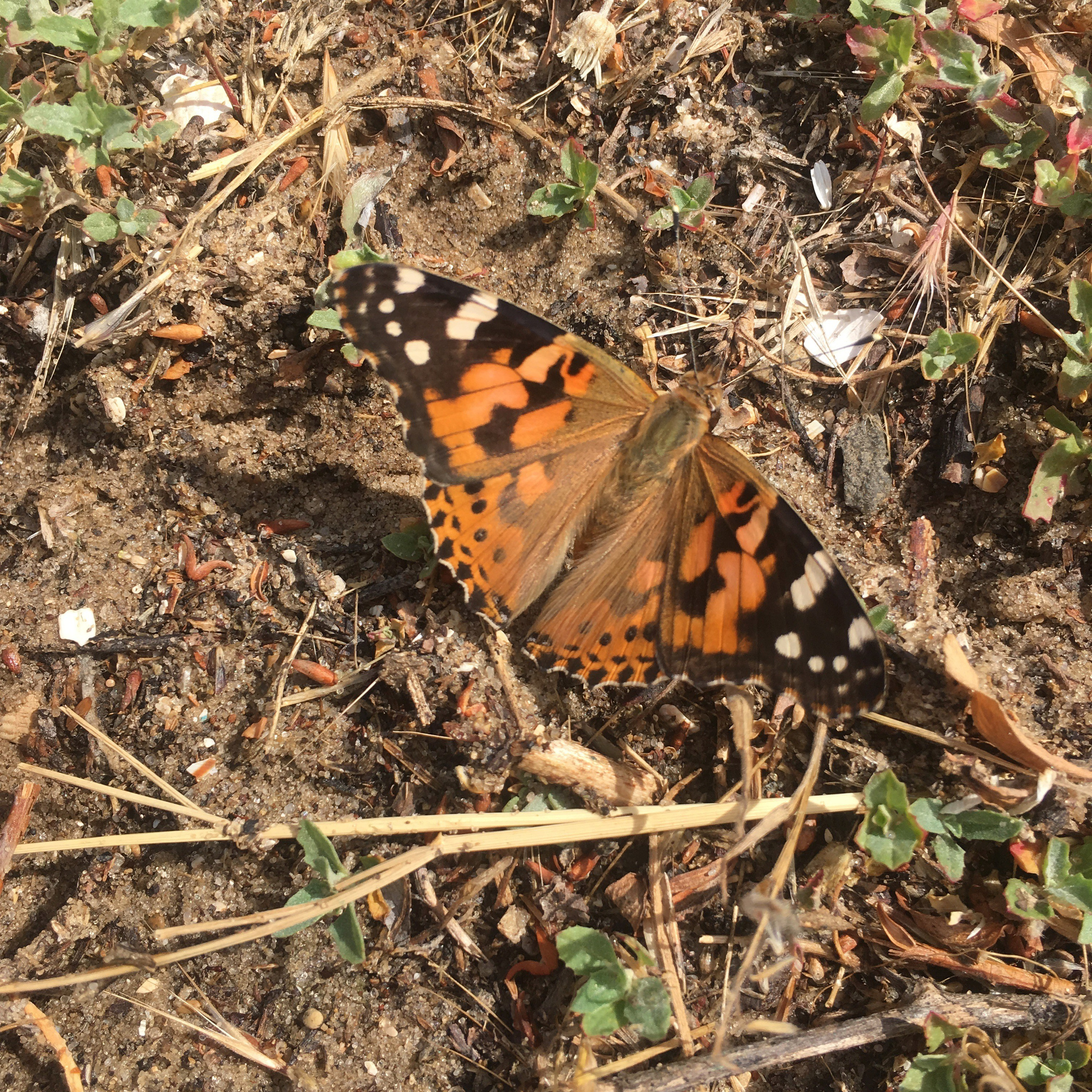 Азов -19. Своя Мастерская