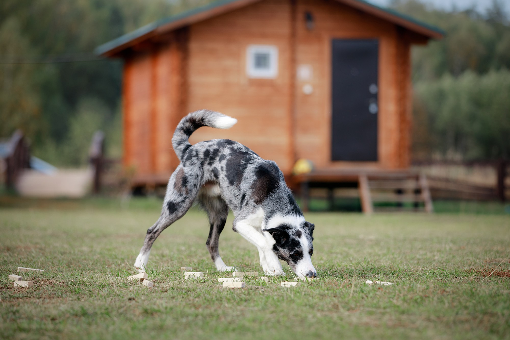 Лагерь по ОБД с Инной Баженовой. Фотограф-анималист Mary Mart — Москва, Питер