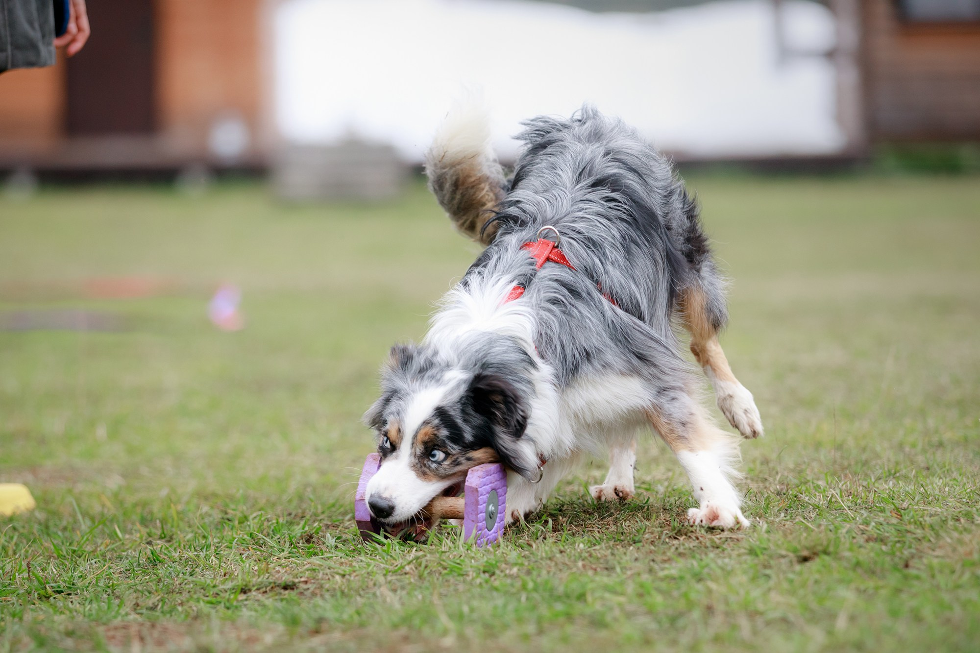 Лагерь по ОБД с Инной Баженовой. Фотограф-анималист Mary Mart — Москва, Питер