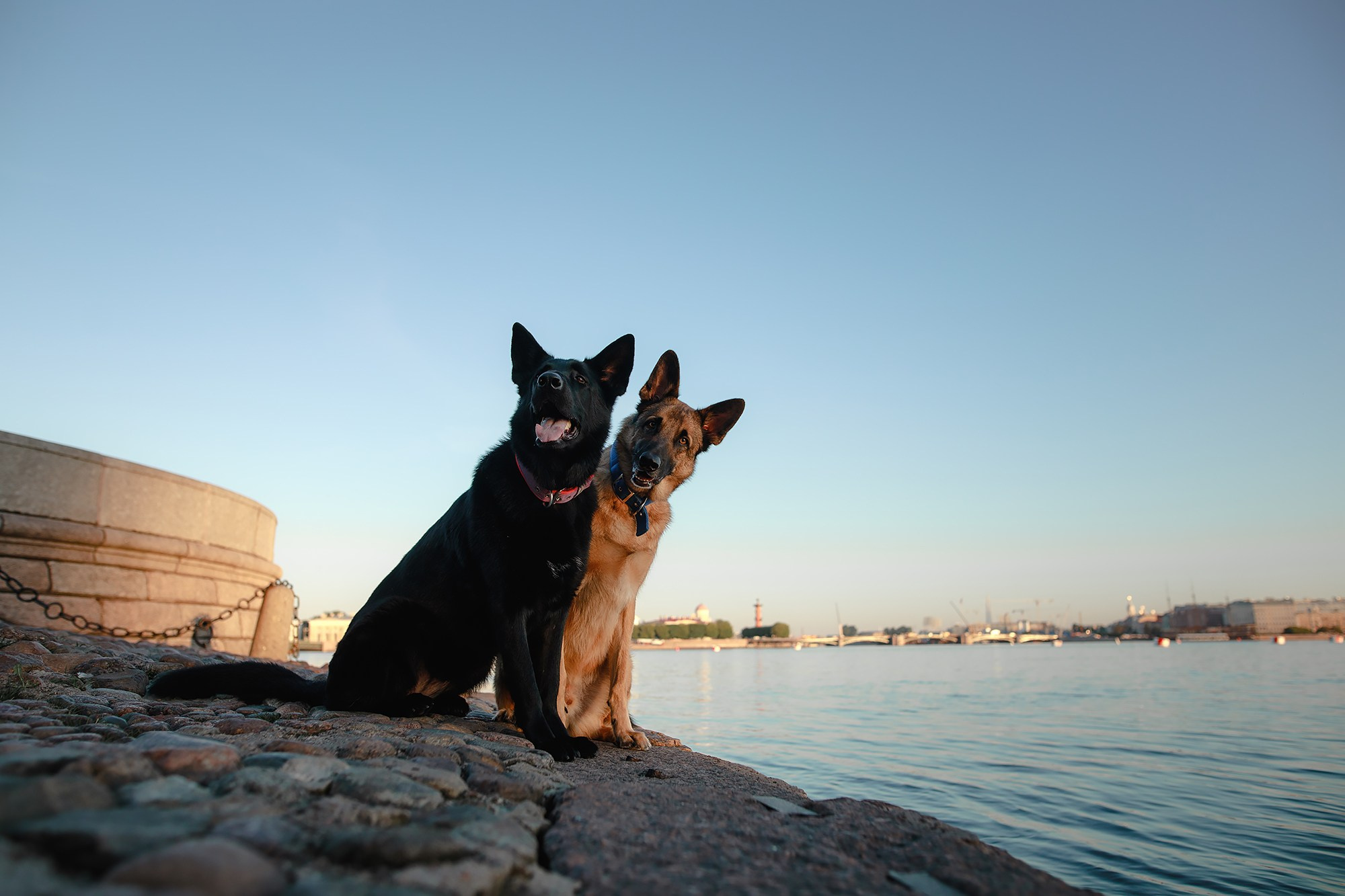 Алена, Кай и Мара. Фотограф-анималист Mary Mart — Москва, Питер