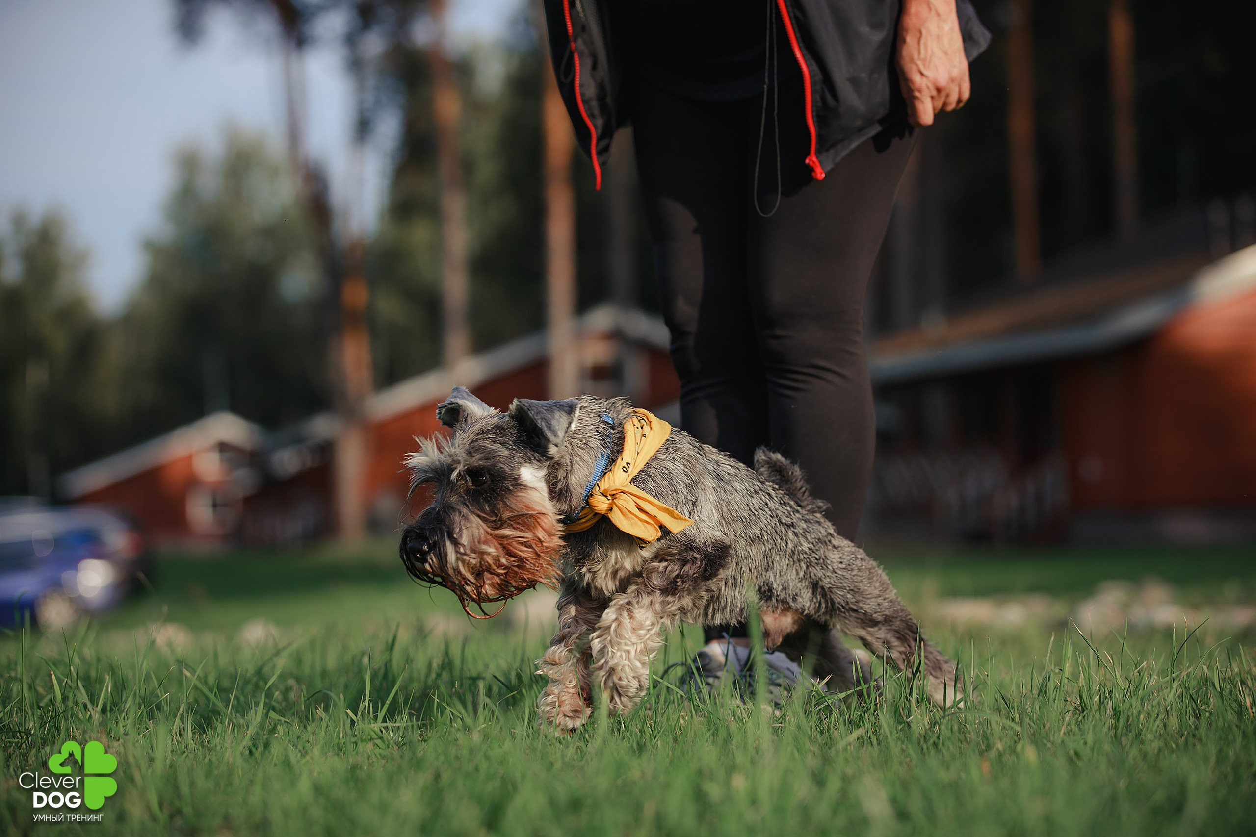 Кинологический лагерь CleverDog, 2024. Фотограф-анималист Mary Mart — Москва, Питер