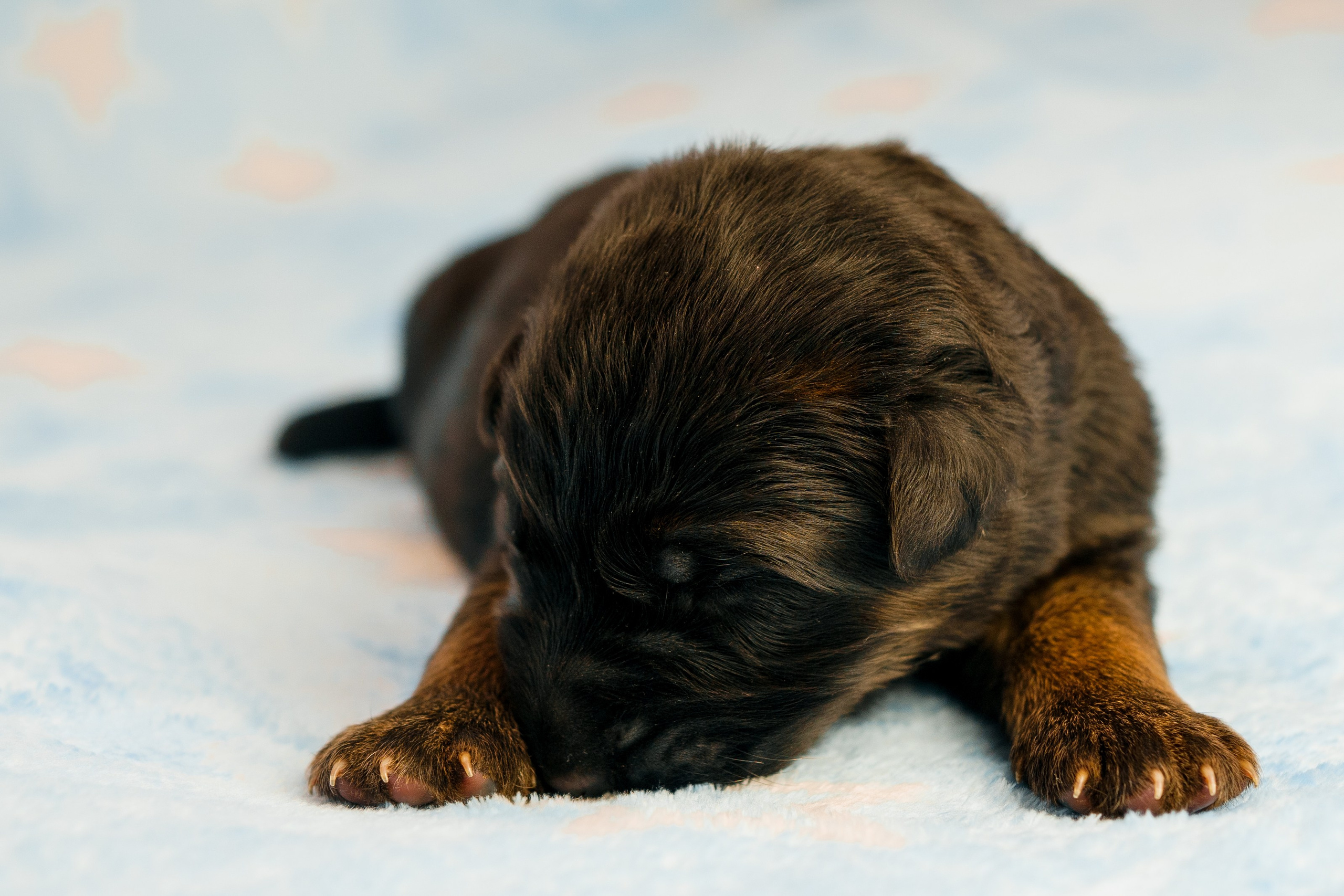 Новорожденные немецкие овчарки. Фотограф-анималист Анастасия Большакова