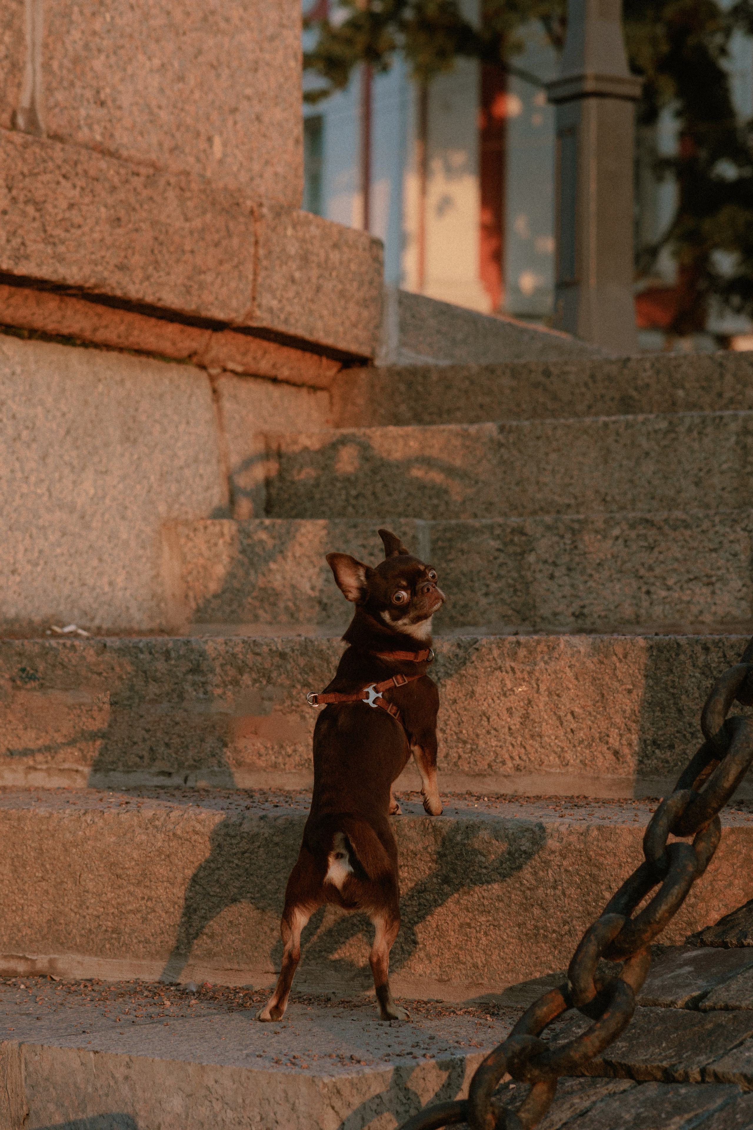 Анна и Хиппи. Фотограф в Санкт-Петербурге Алёна Губинская