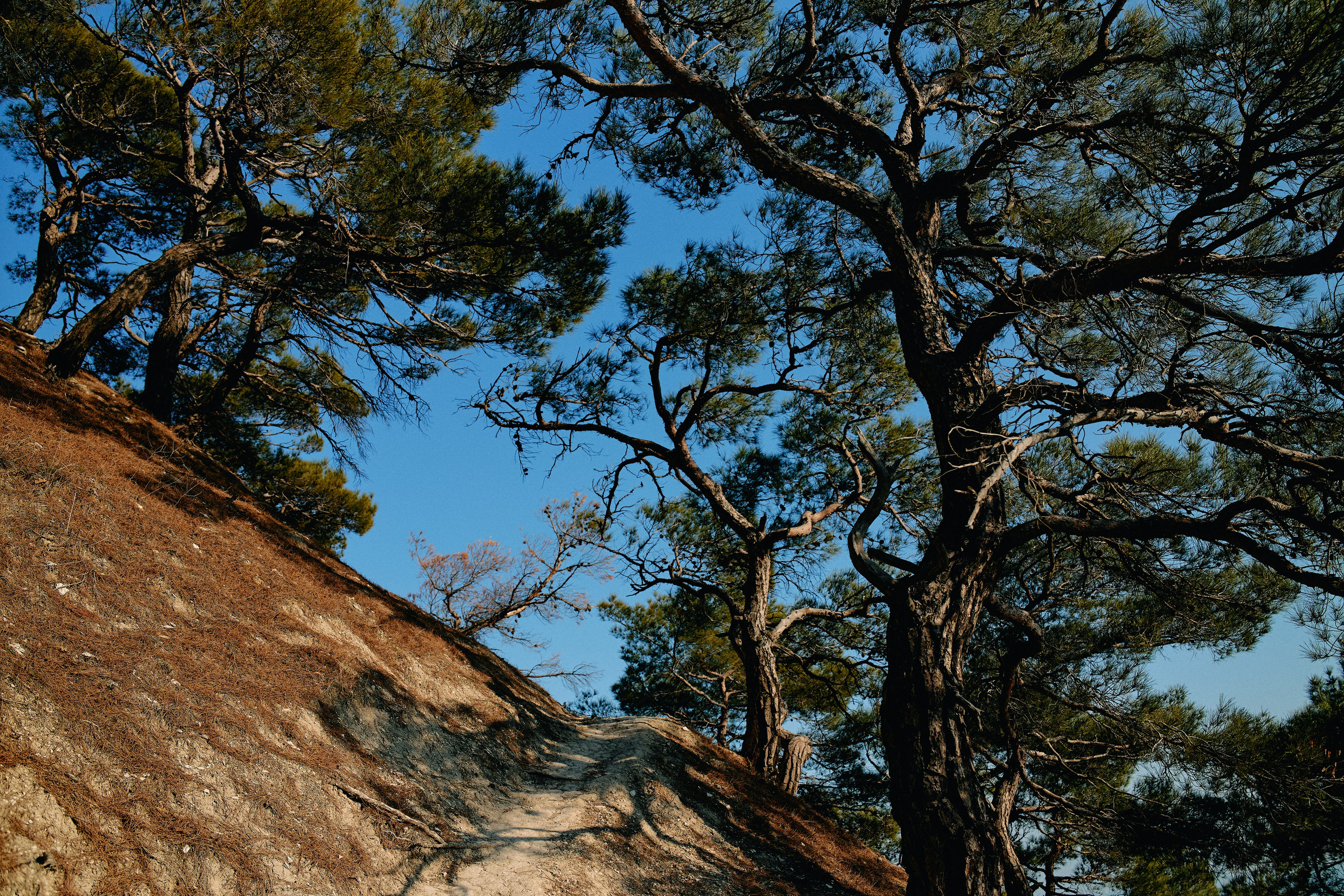 Юг России. Профессиональный Фотограф во Владимире, в Москве и в Суздале — Полина Романычева