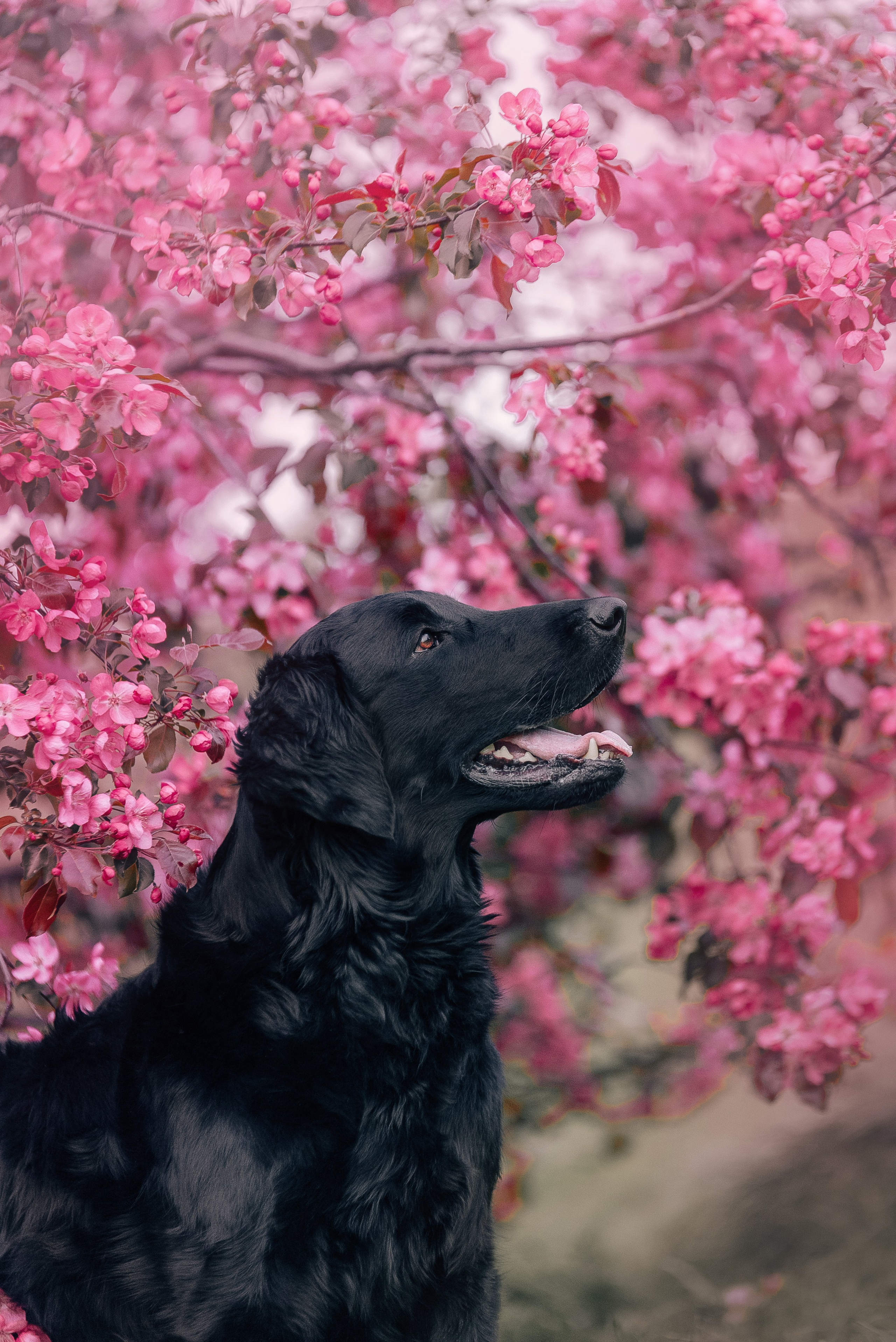 Питомец в кадре. Фотограф-анималист Анастасия Парфенова|Екатеринбург