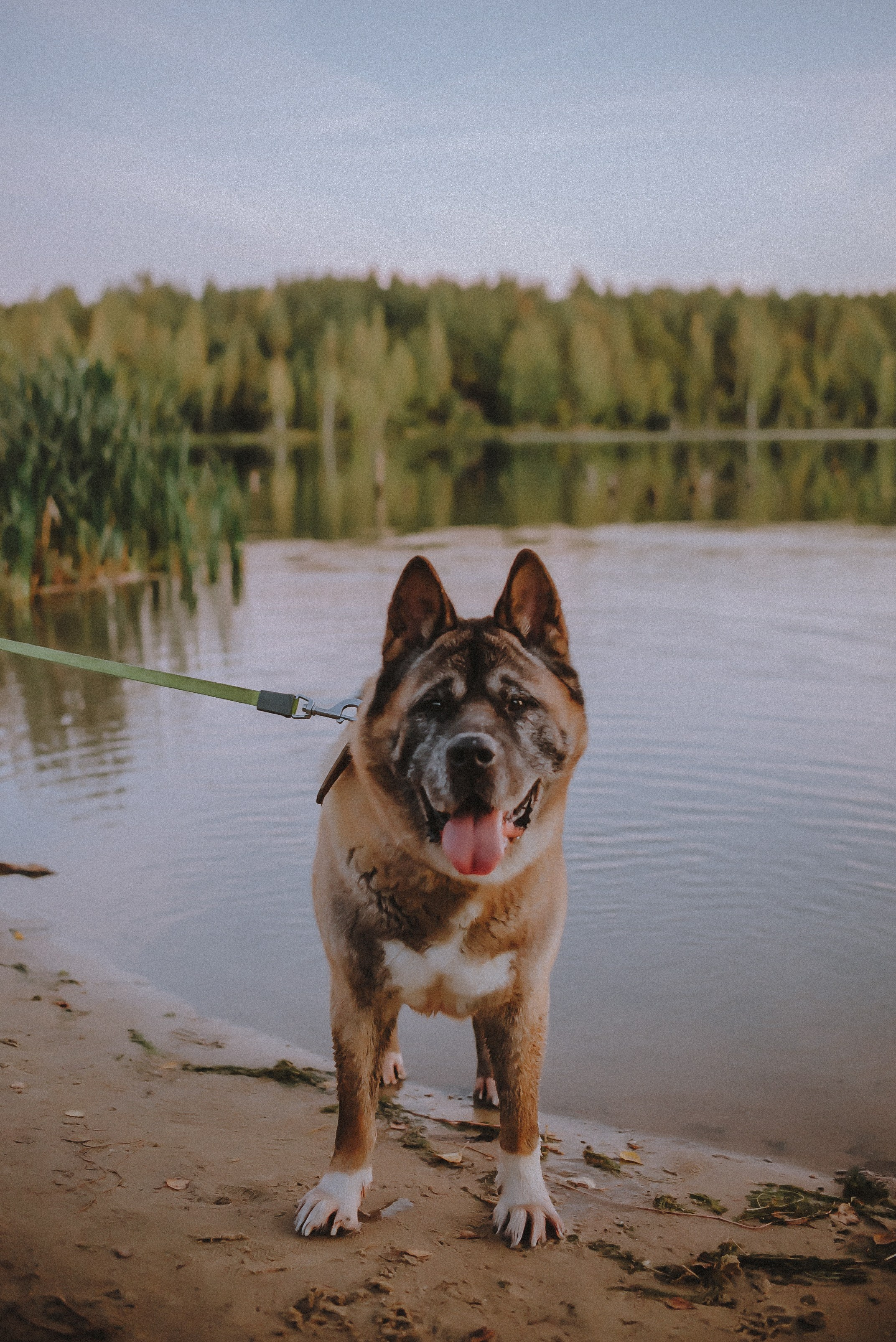 Озеро в лесу. Свадебный и семейный фотограф в Москве Сажина Кристина КиМ. Свадебный оператор в Москве Сажин Максим
