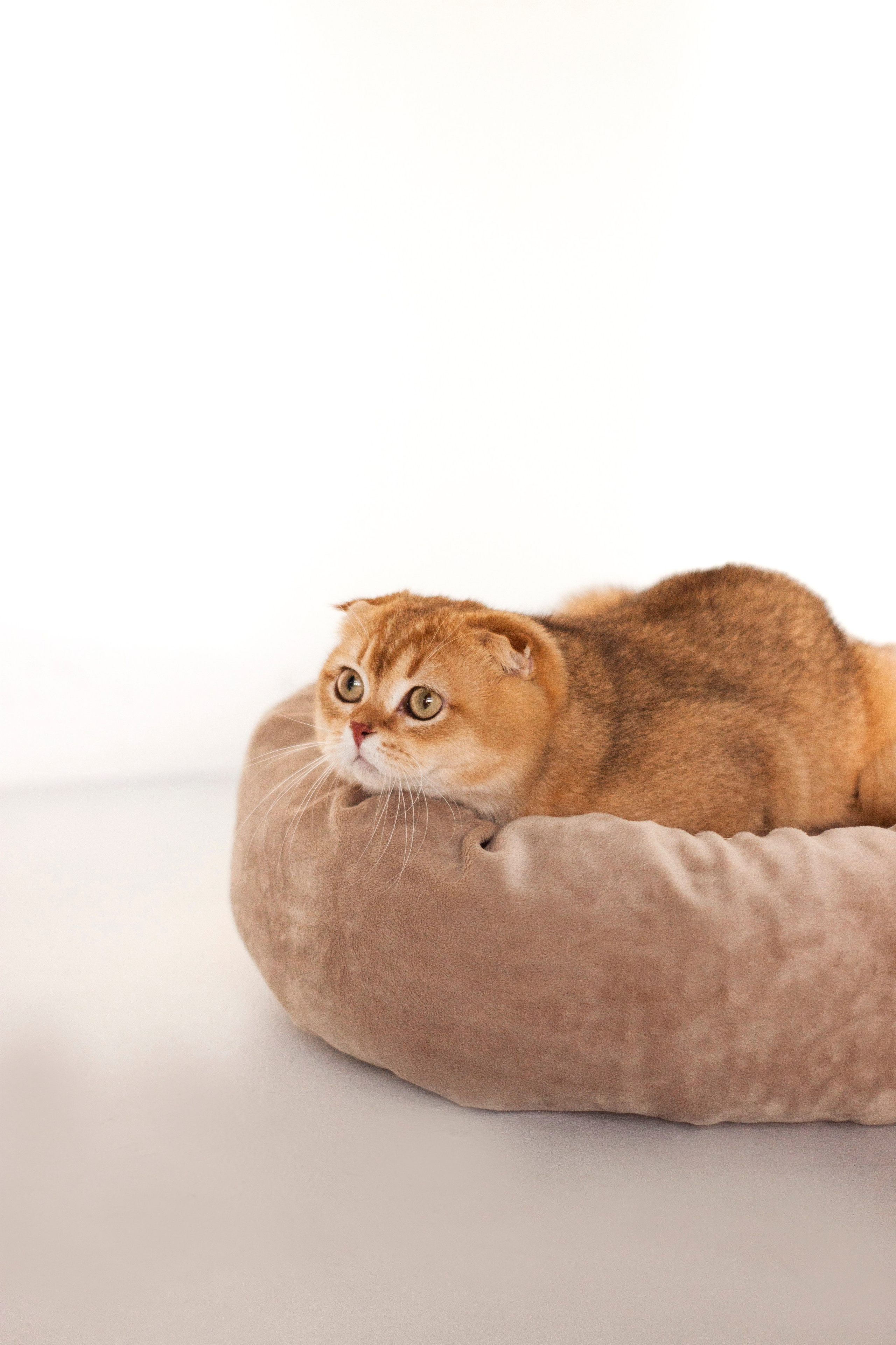 Работа с Tommy cat. Oksan_photo