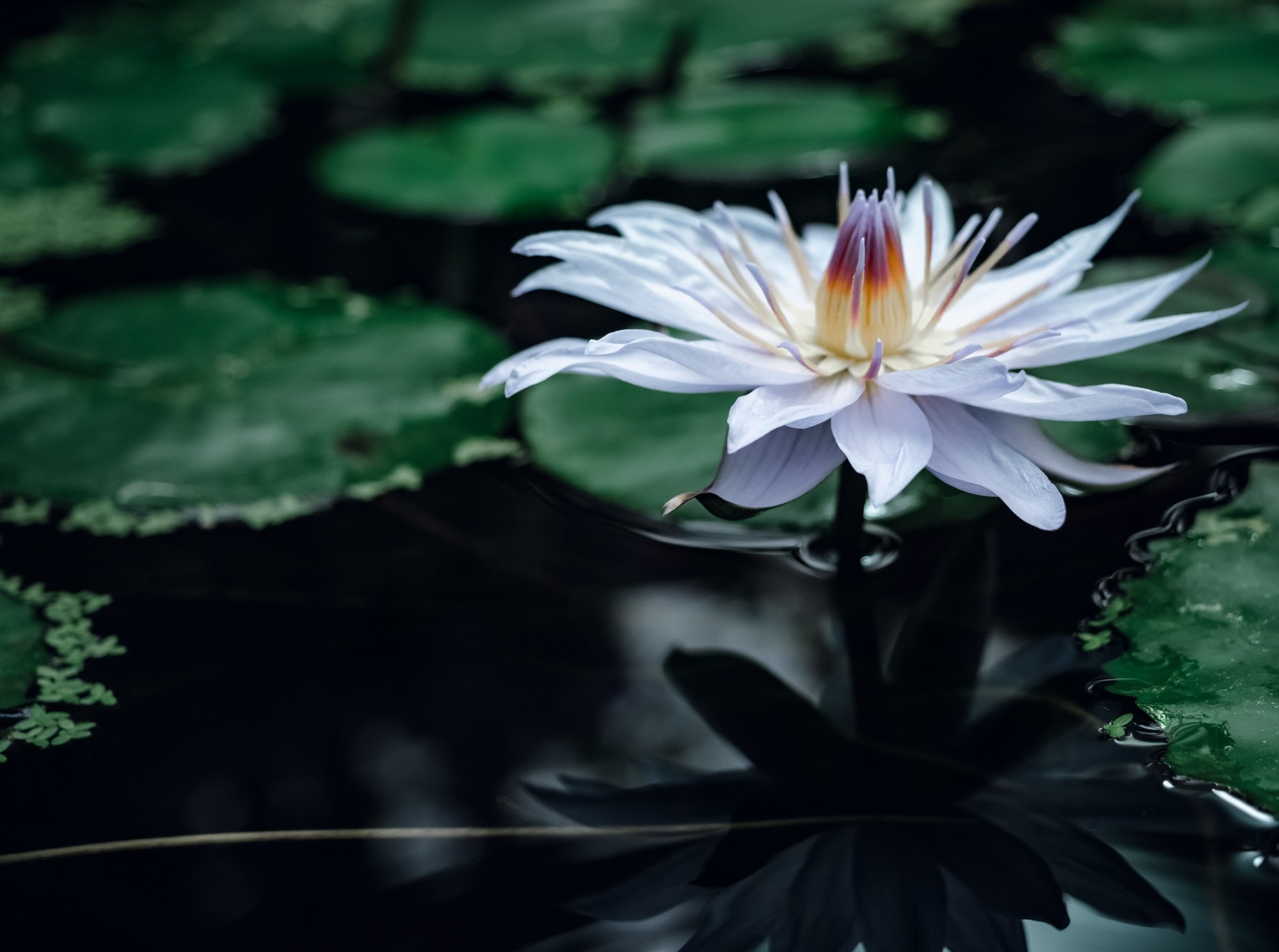 Эльф в ботаническом саду. Фотограф