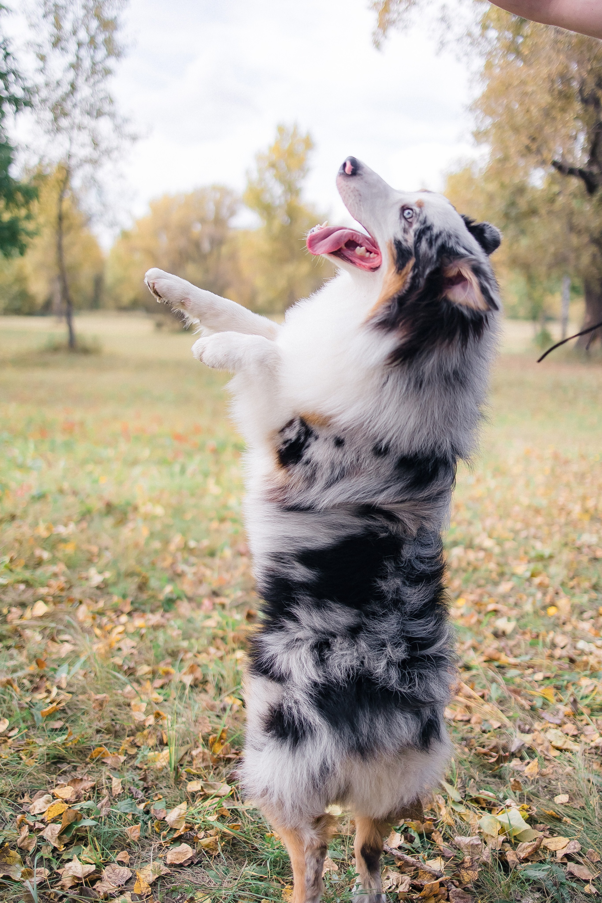 Аусси Дэймон. Свадебный и женский фотограф
