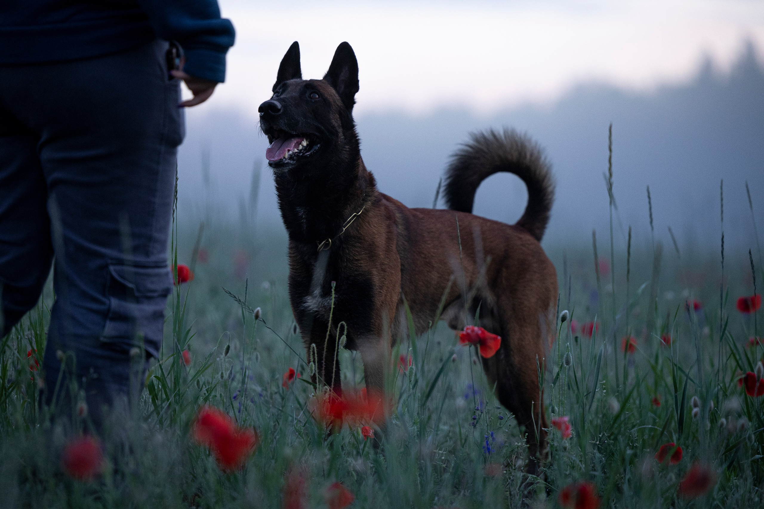 Маковое поле. Фотограф-анималист Анна Маринич