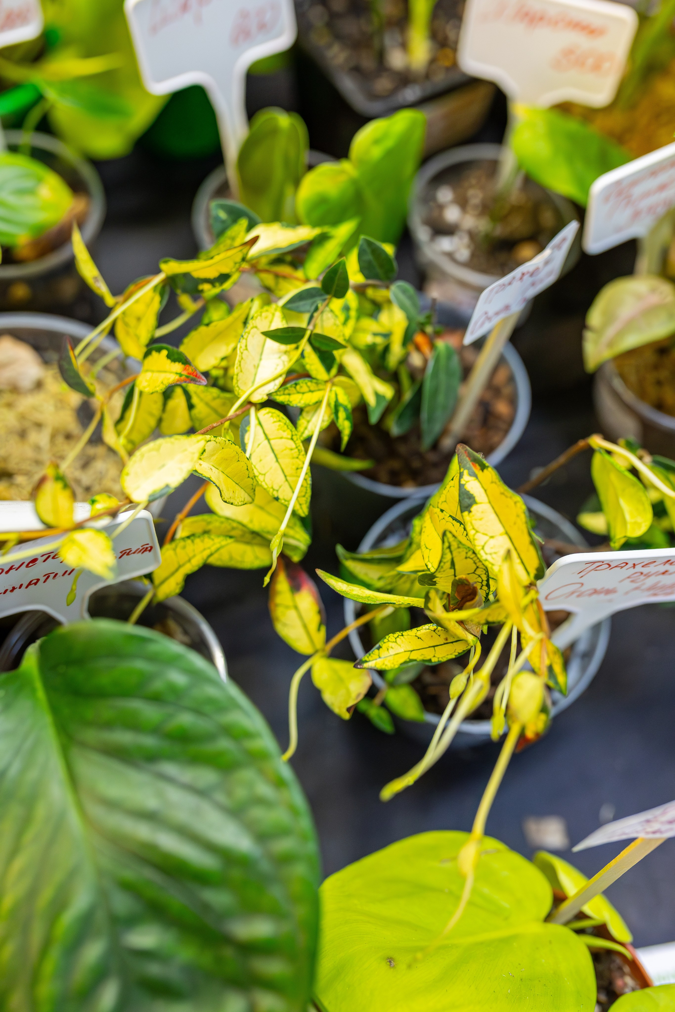 Монстериум апрель 2026. Александра Куликова фотограф, Москва