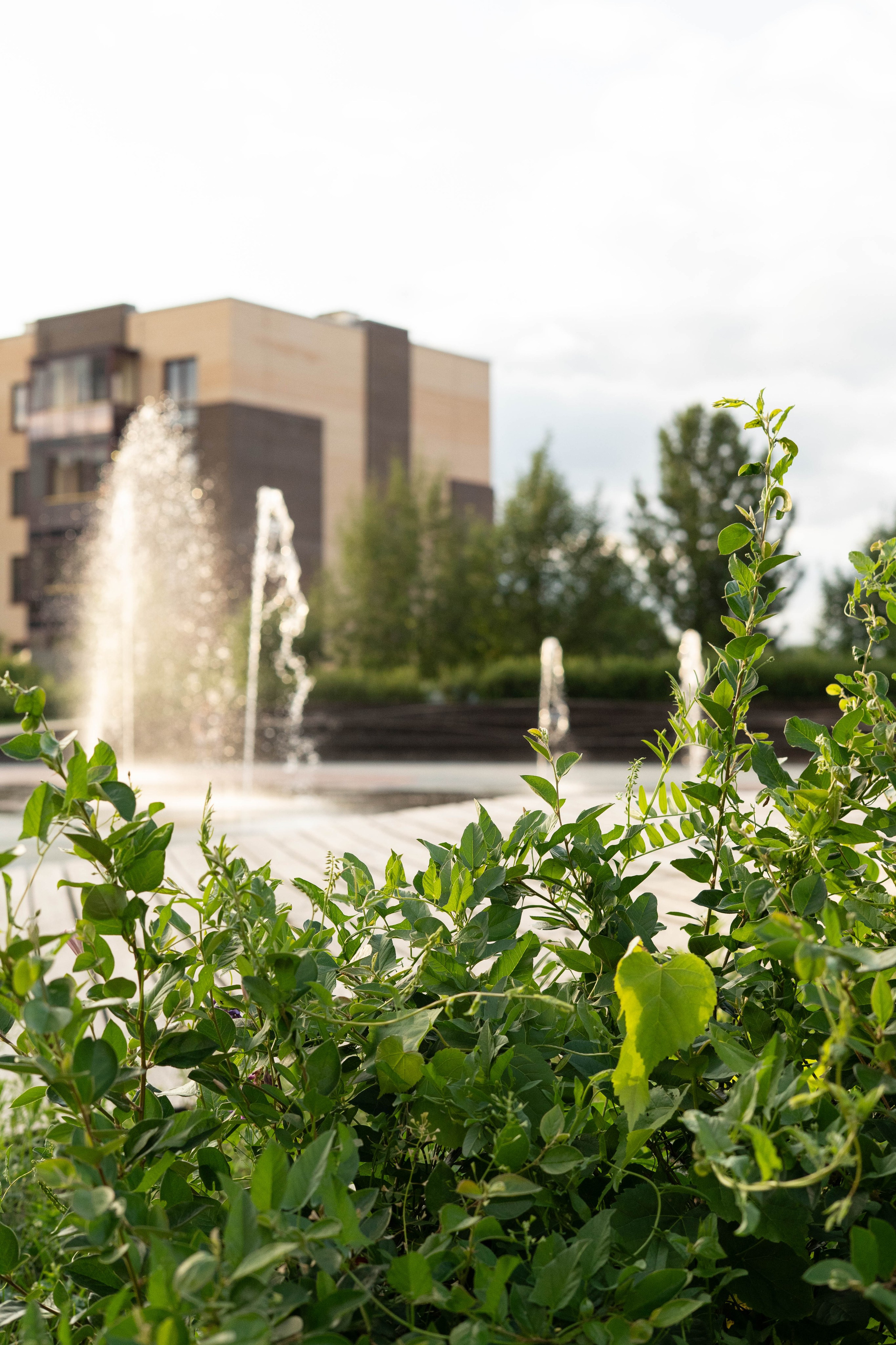 Прогулочная фотосессия Новосибирск Краснообск Love-story  фотосессия Новосибирск Краснообск