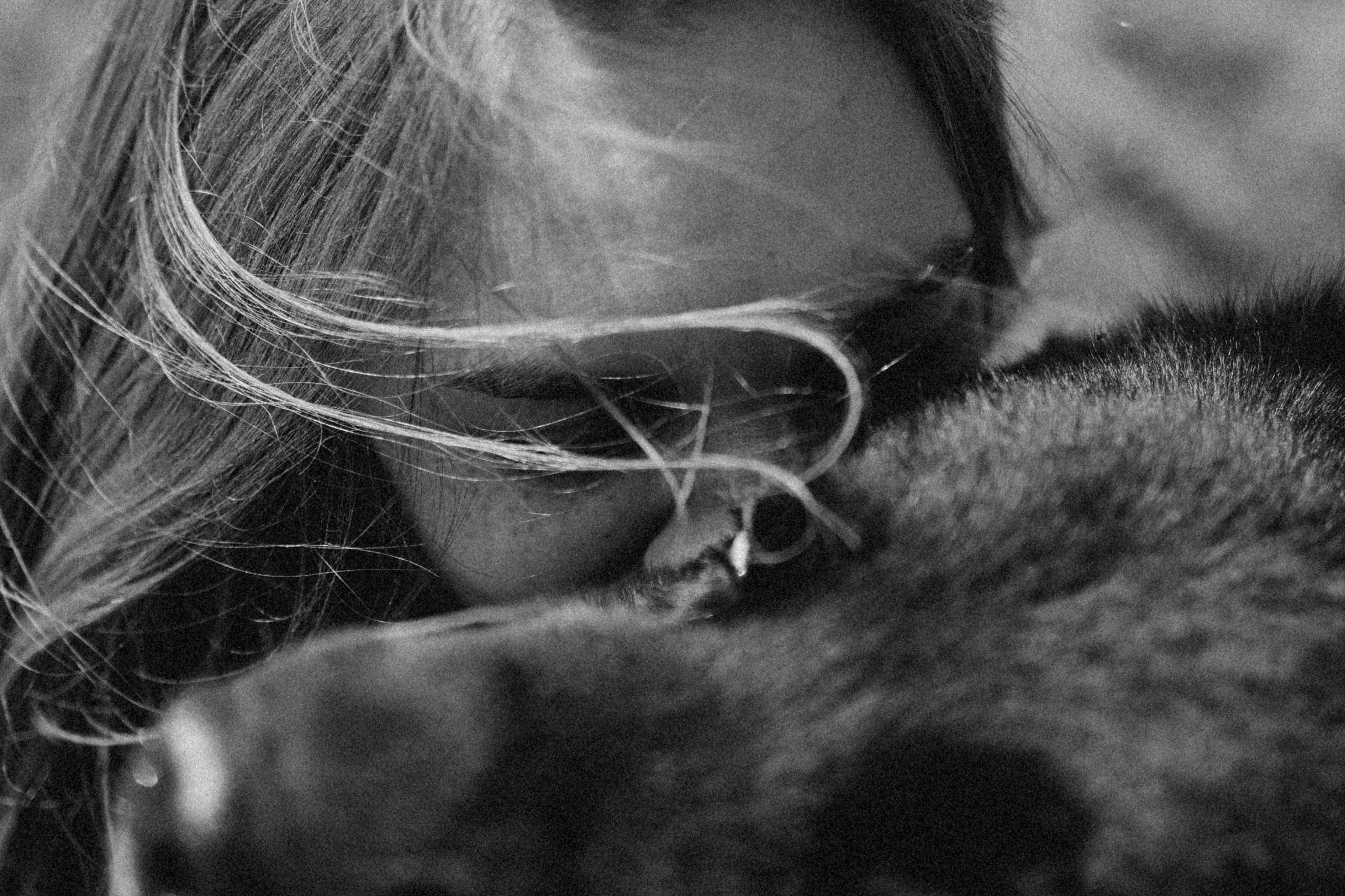 Лора и Джанго. Фотограф — Анималист | Санкт-Петербург