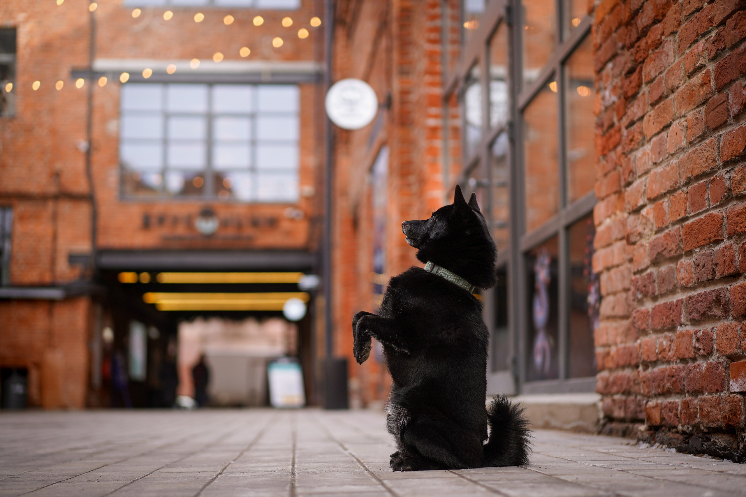 Аня Арчи и Мишель. Фотограф-анималист в Санкт-Петербурге Яна Мартынова